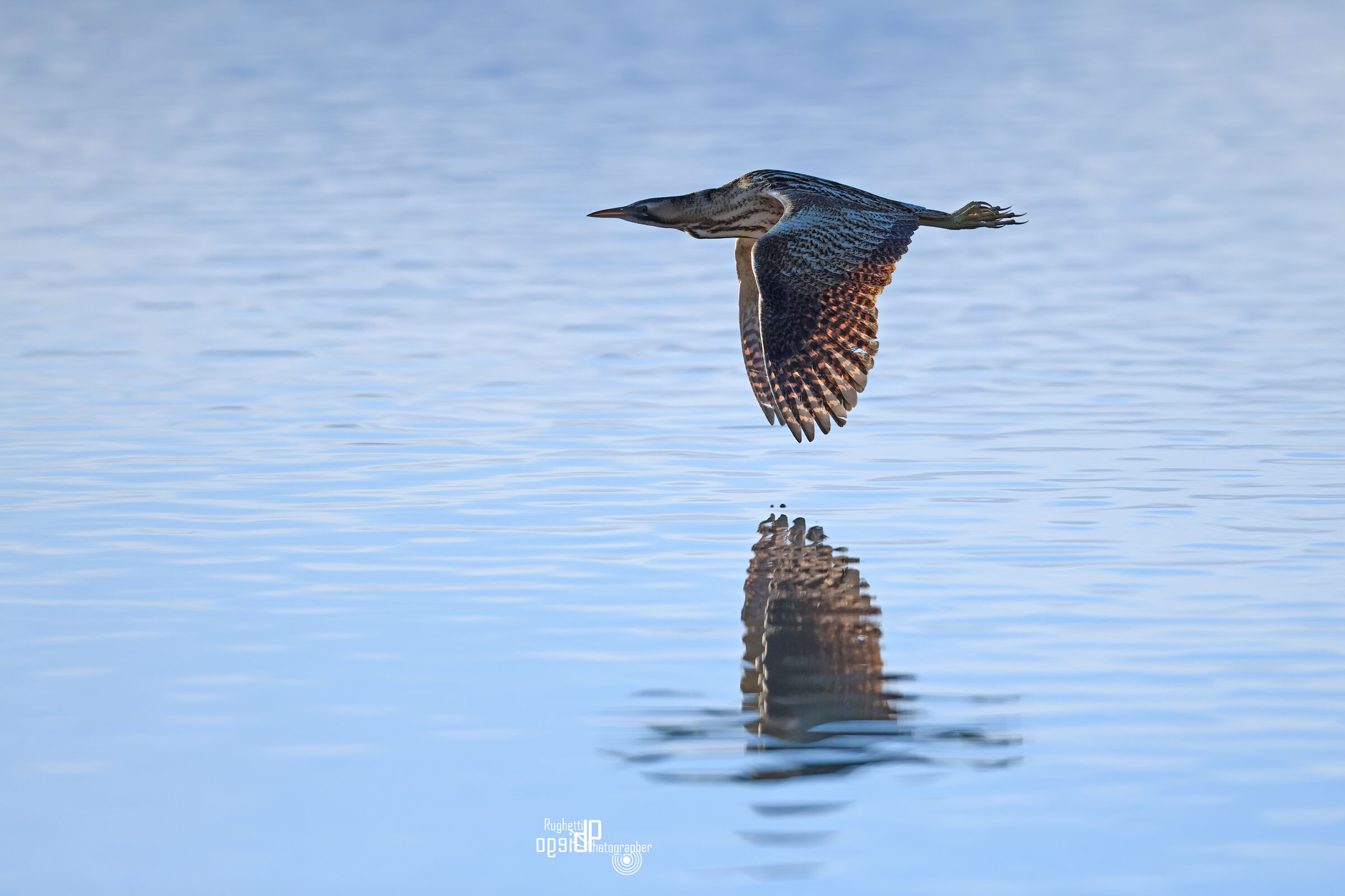 Bittern in flight