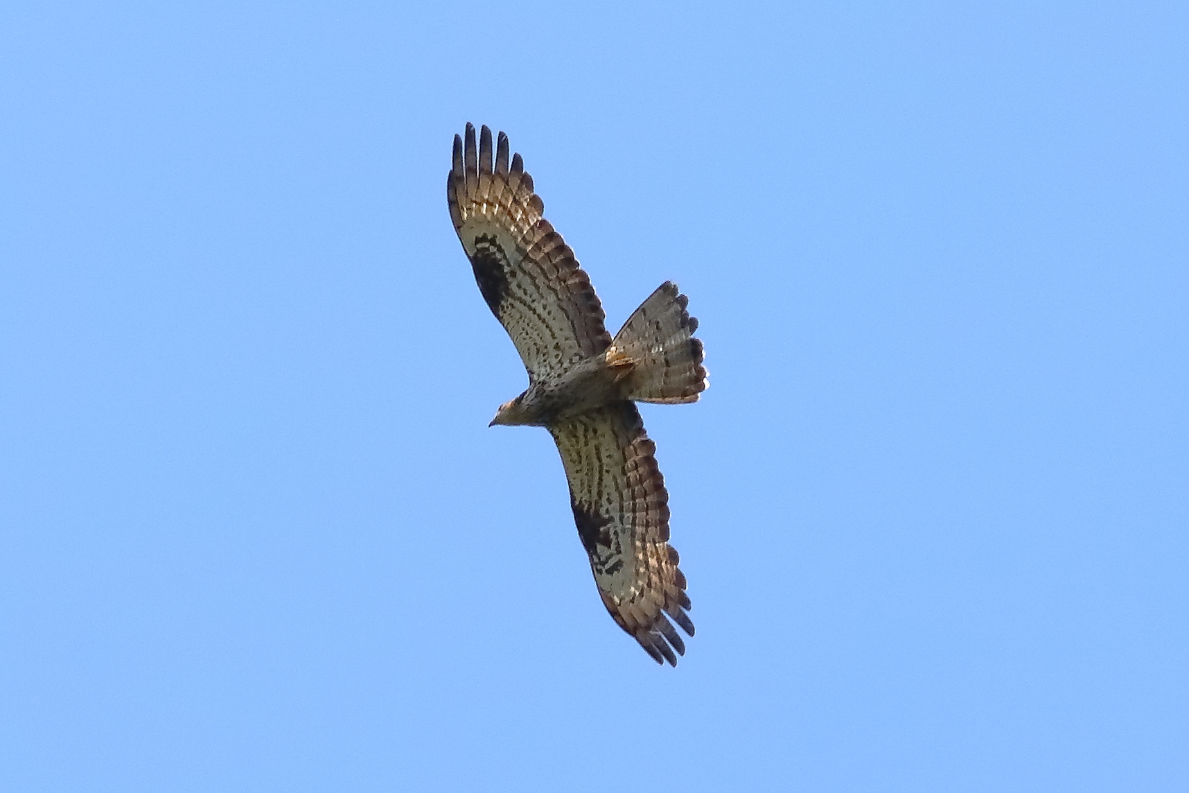 Honey buzzard 21-07-2023