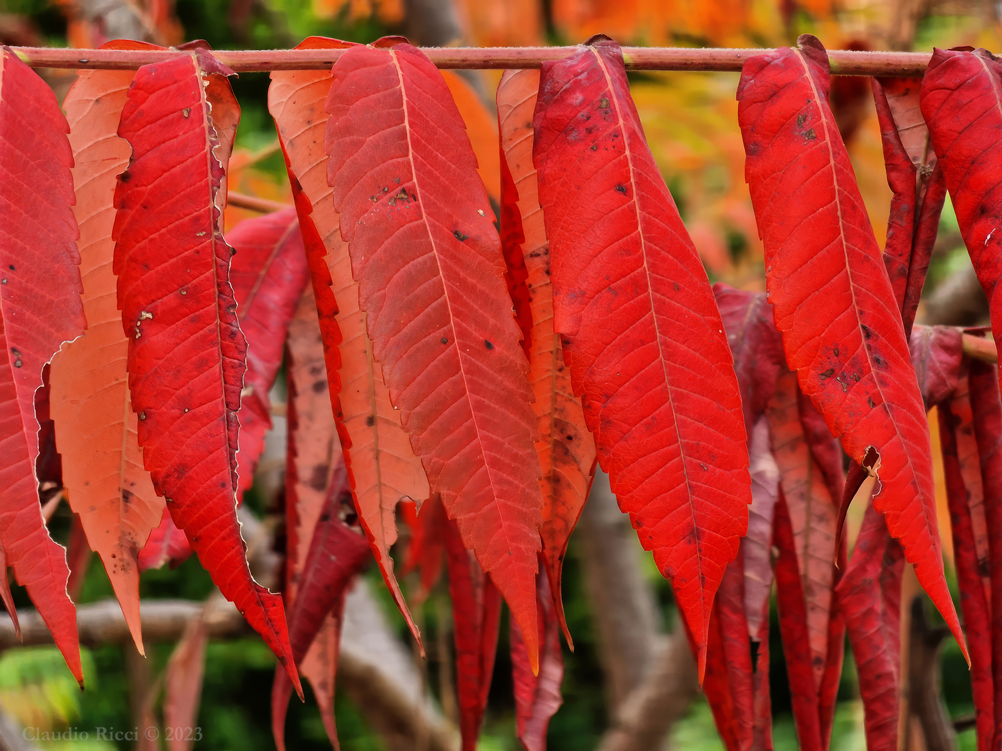 Sommacco Maggiore - Campagna Romana, Novembre 2023