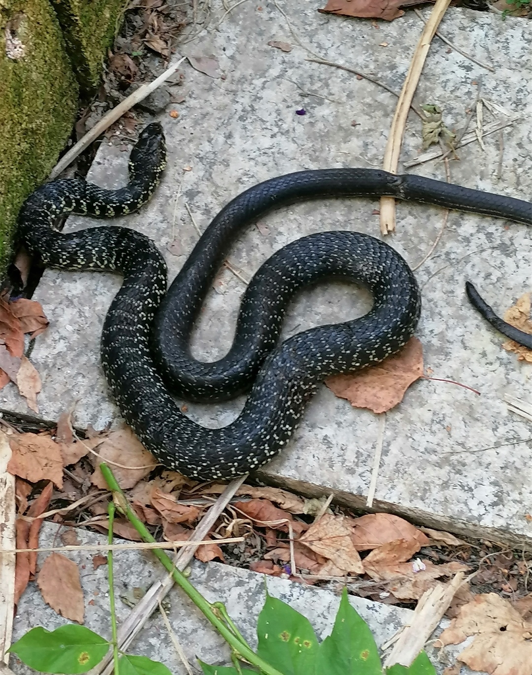 intrappolato e salvato il biacco