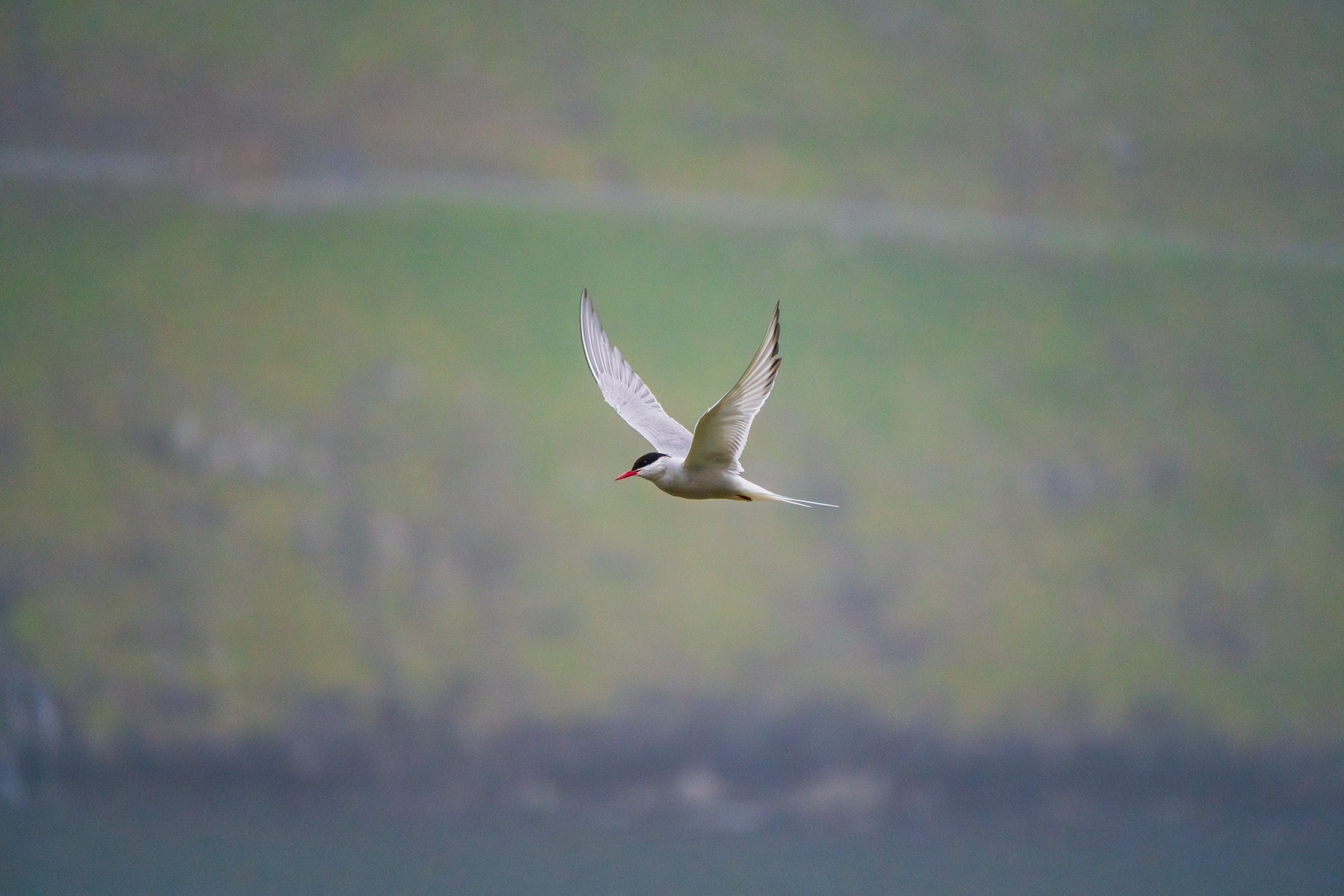 Arctic Tern 3