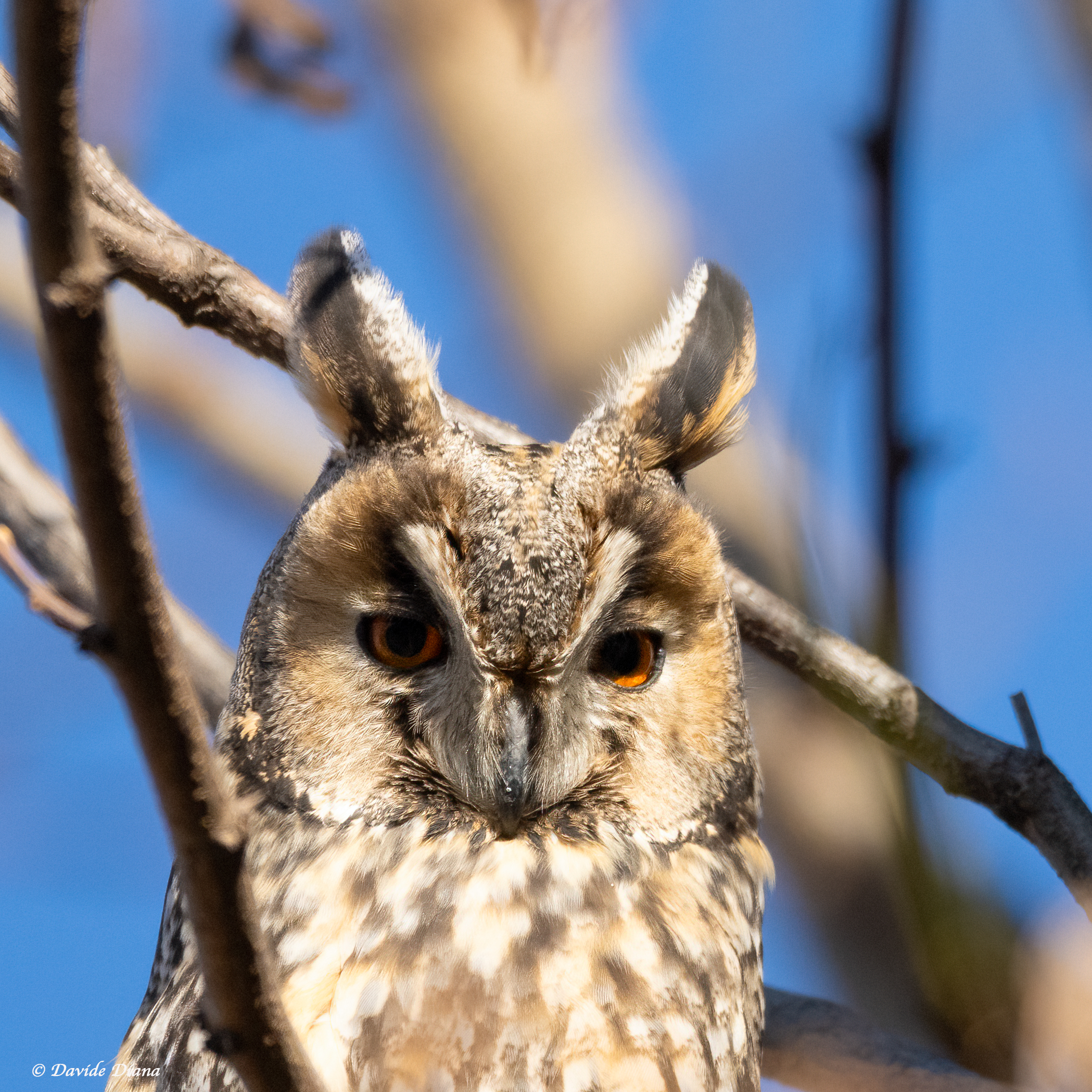 Looks - Short-eared Owl