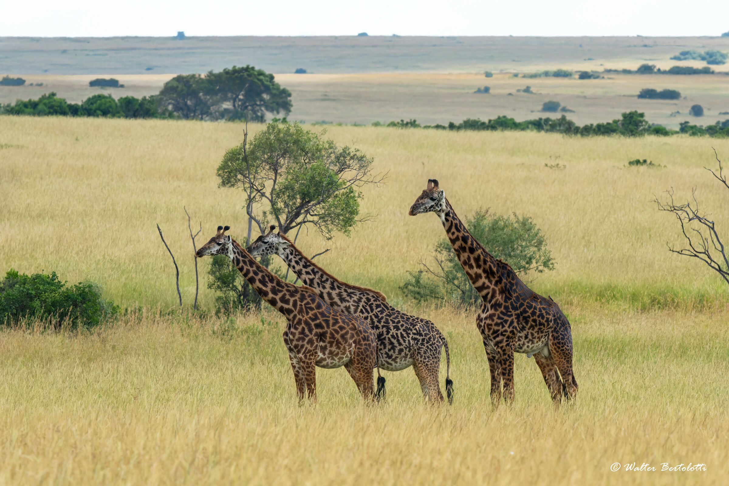 le sentinelle della savana