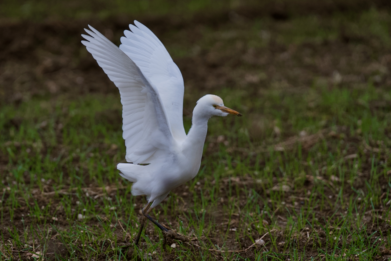 Cattle egret