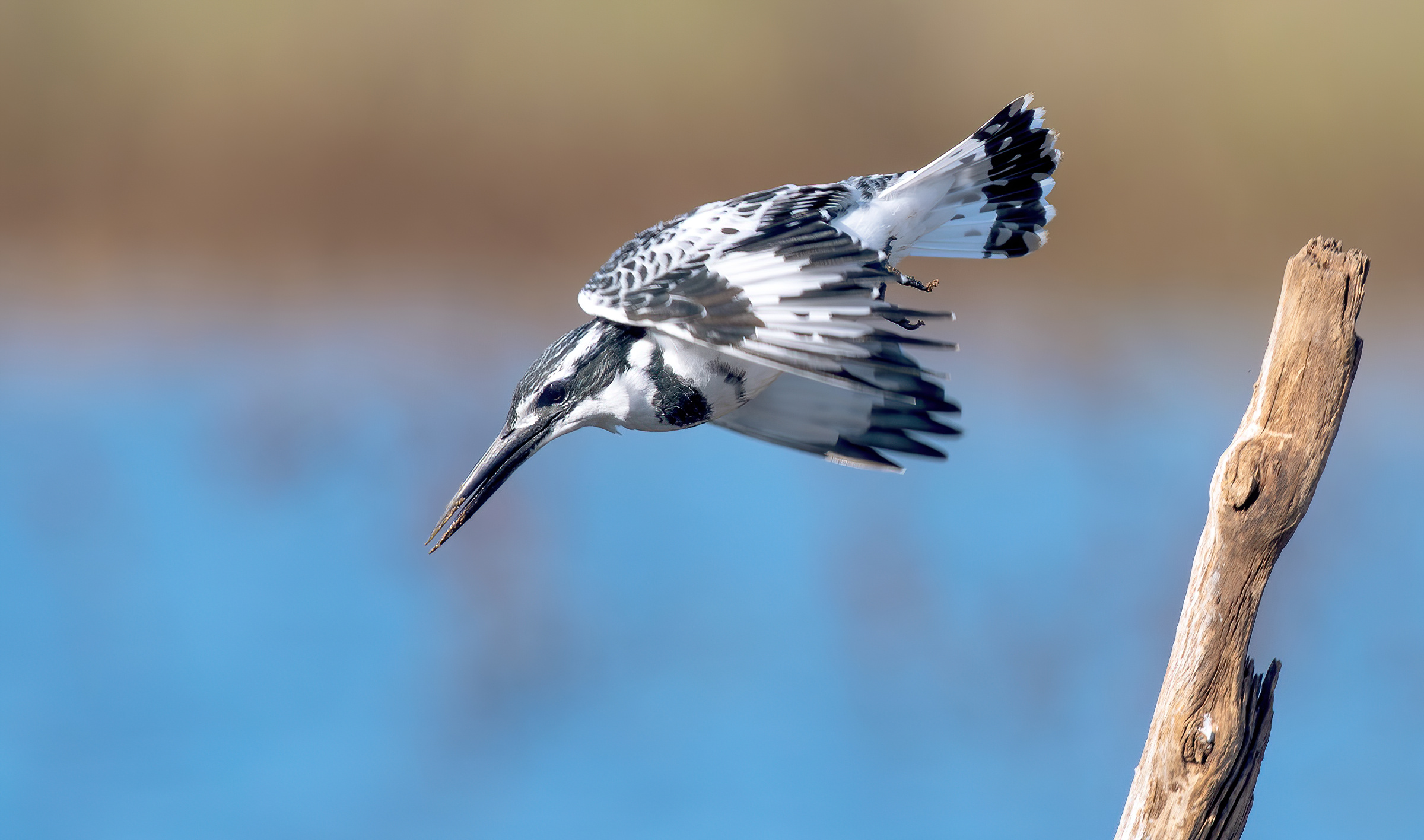 Martin pescatore magico