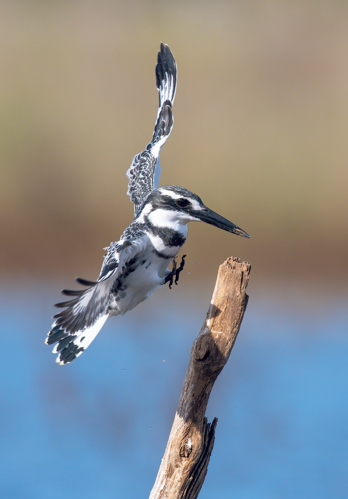 Martin pescatore magico