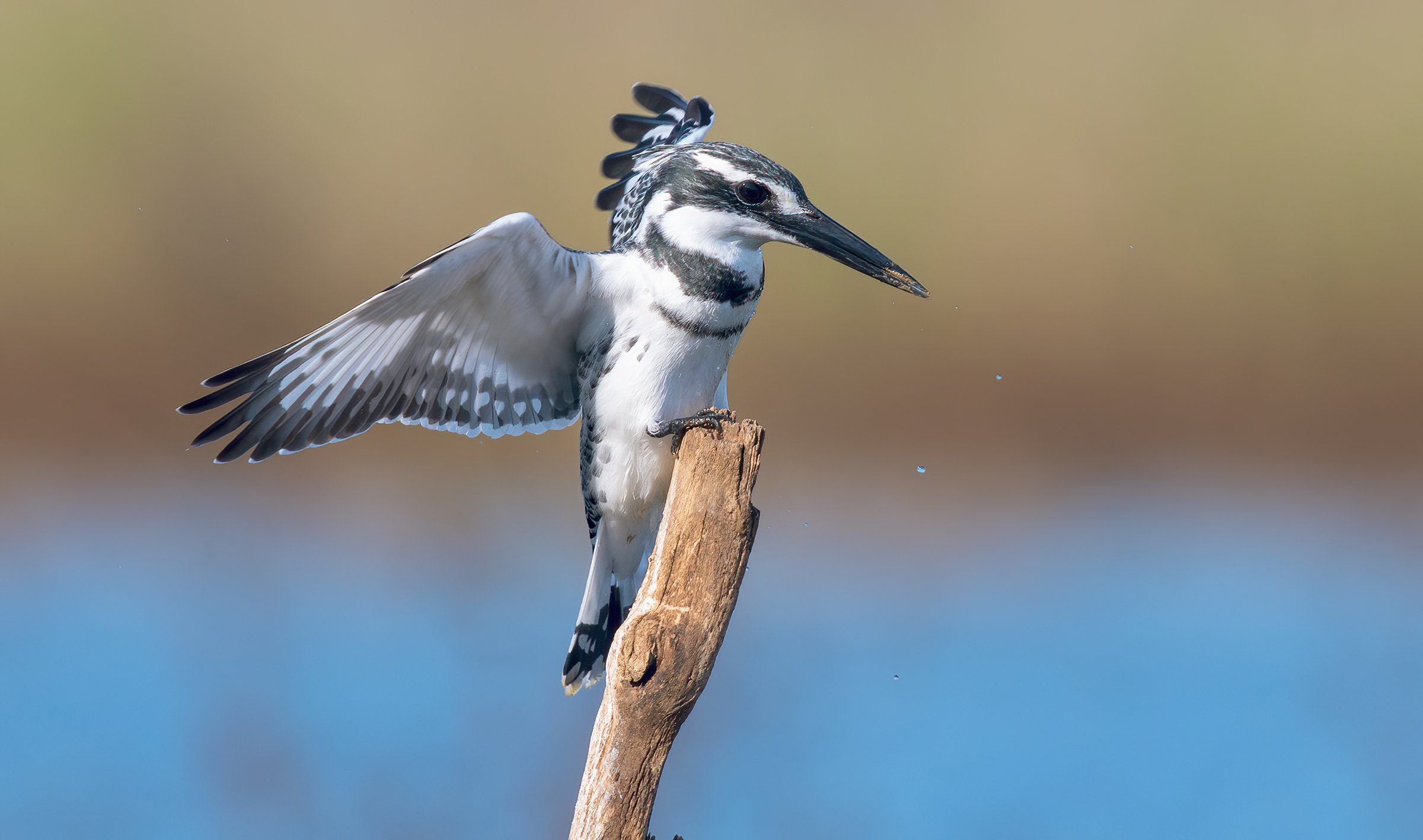 Martin pescatore magico