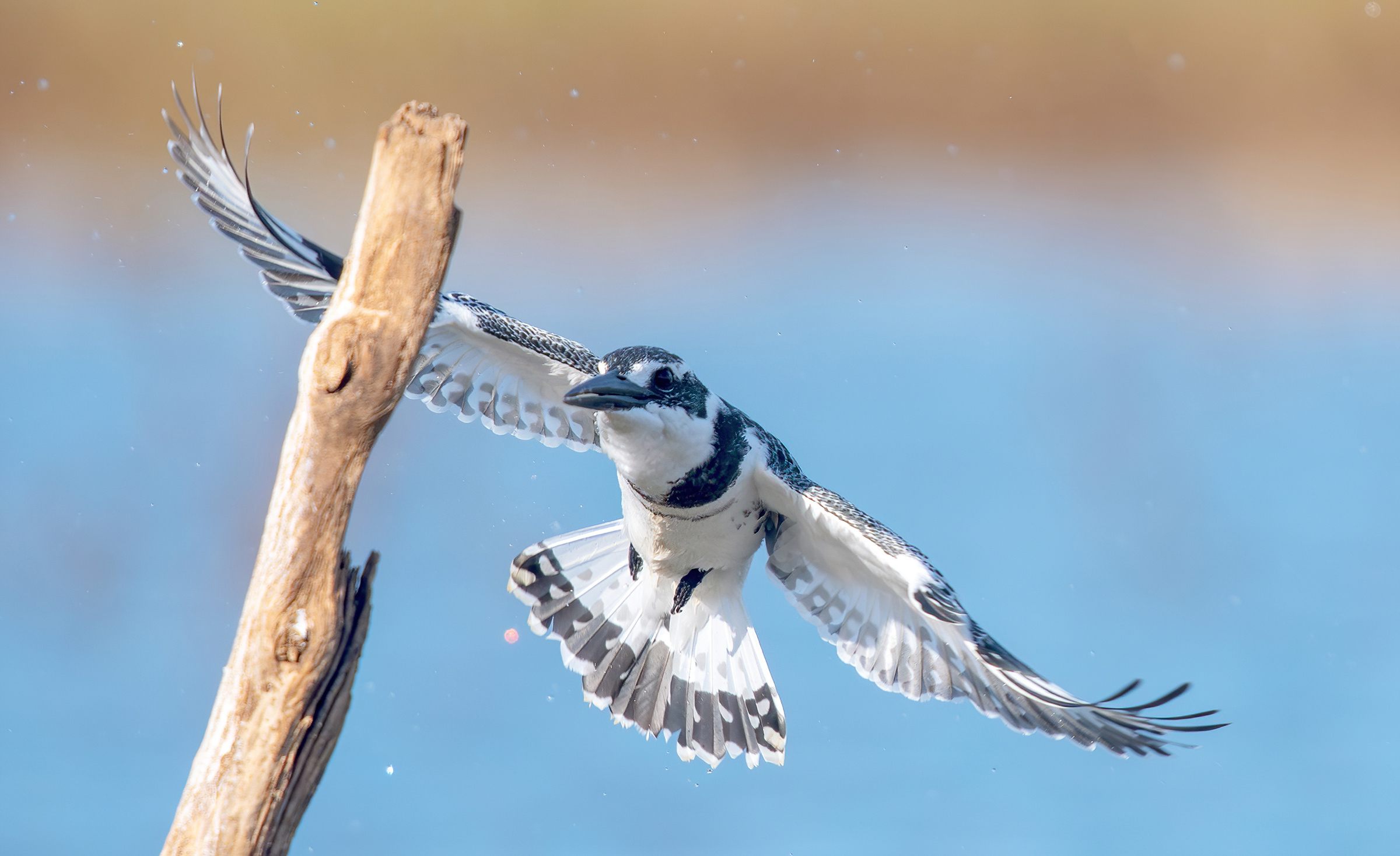 Martin pescatore magico