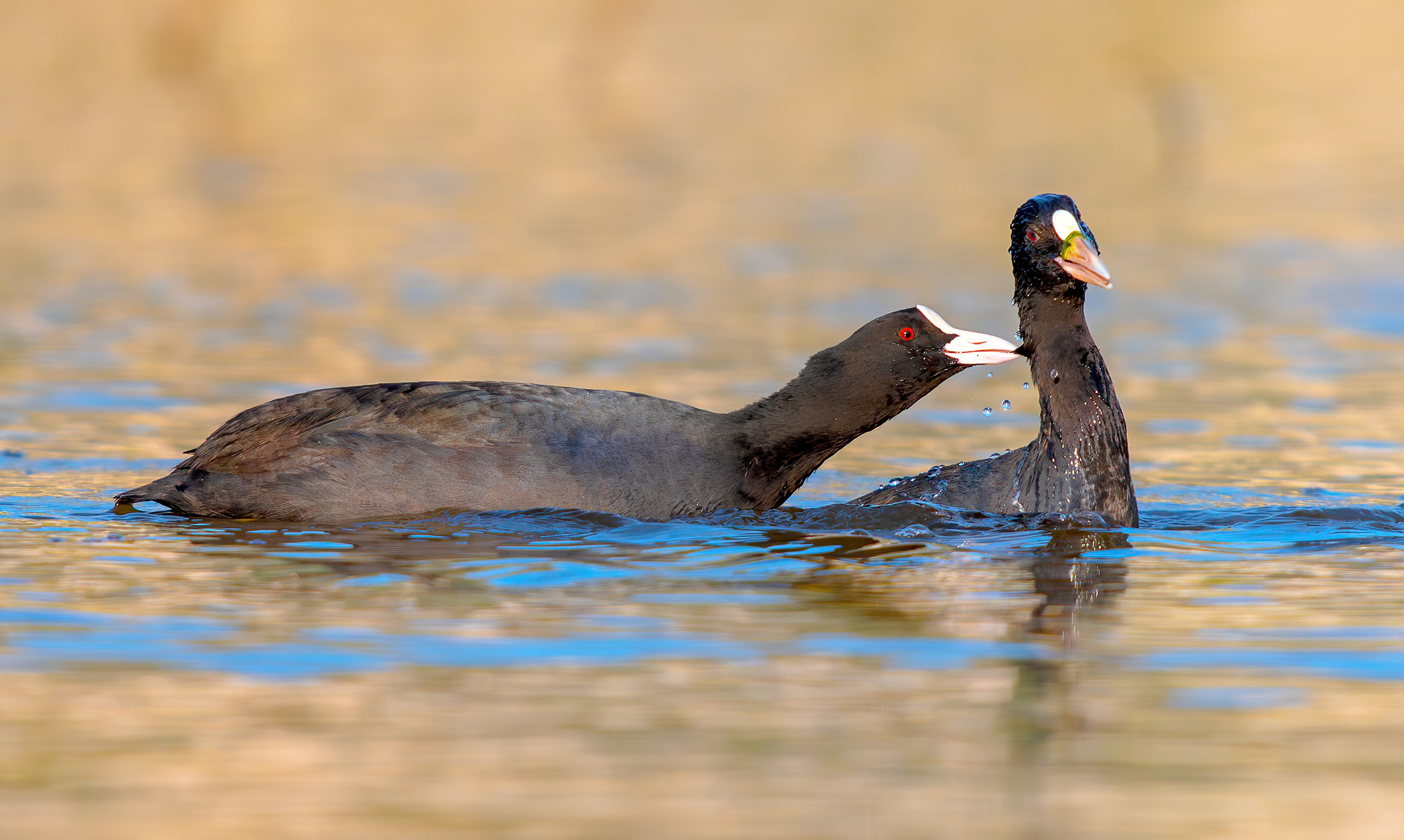 Foaga-un bocconcino di disciplina