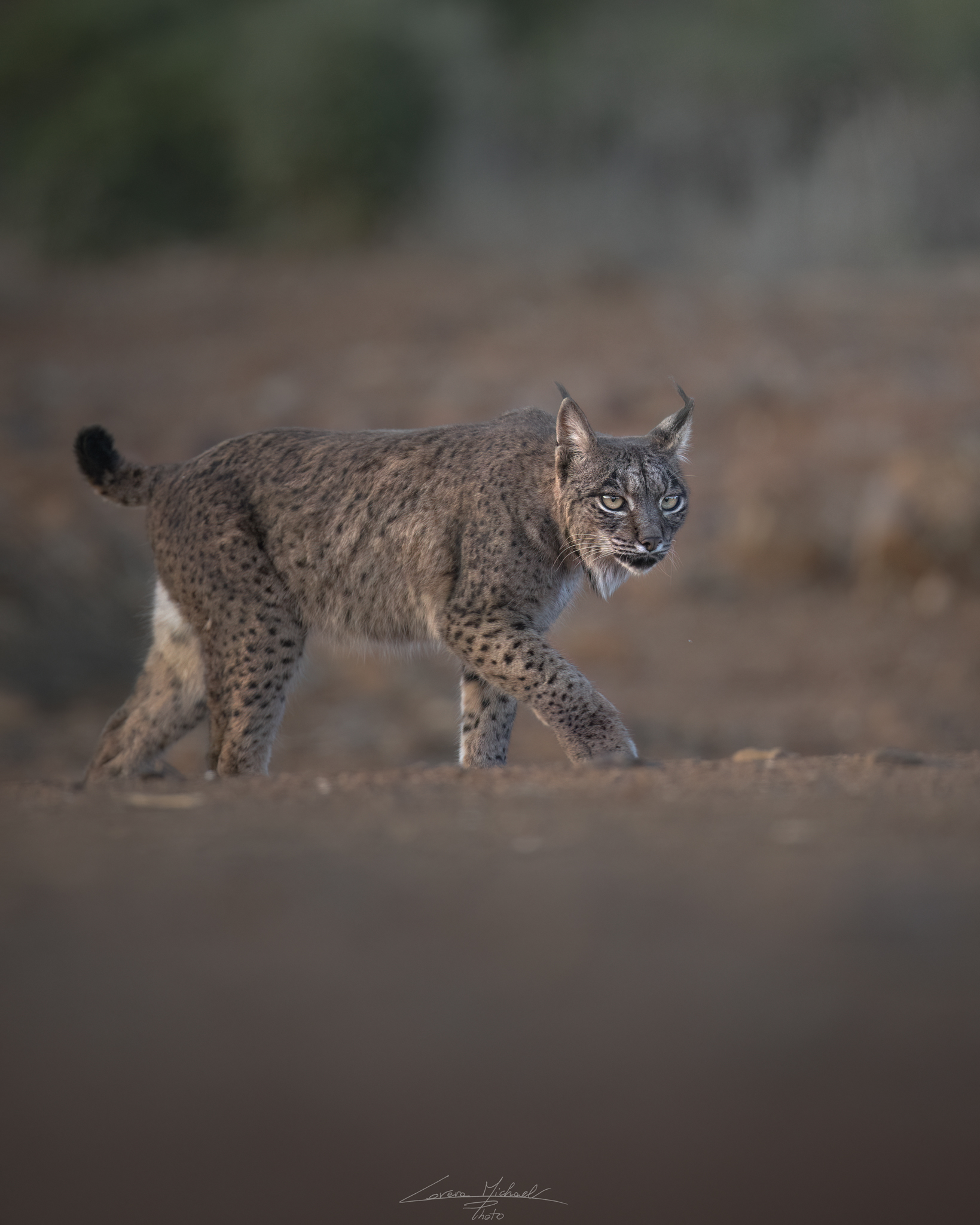 Iberian lynx