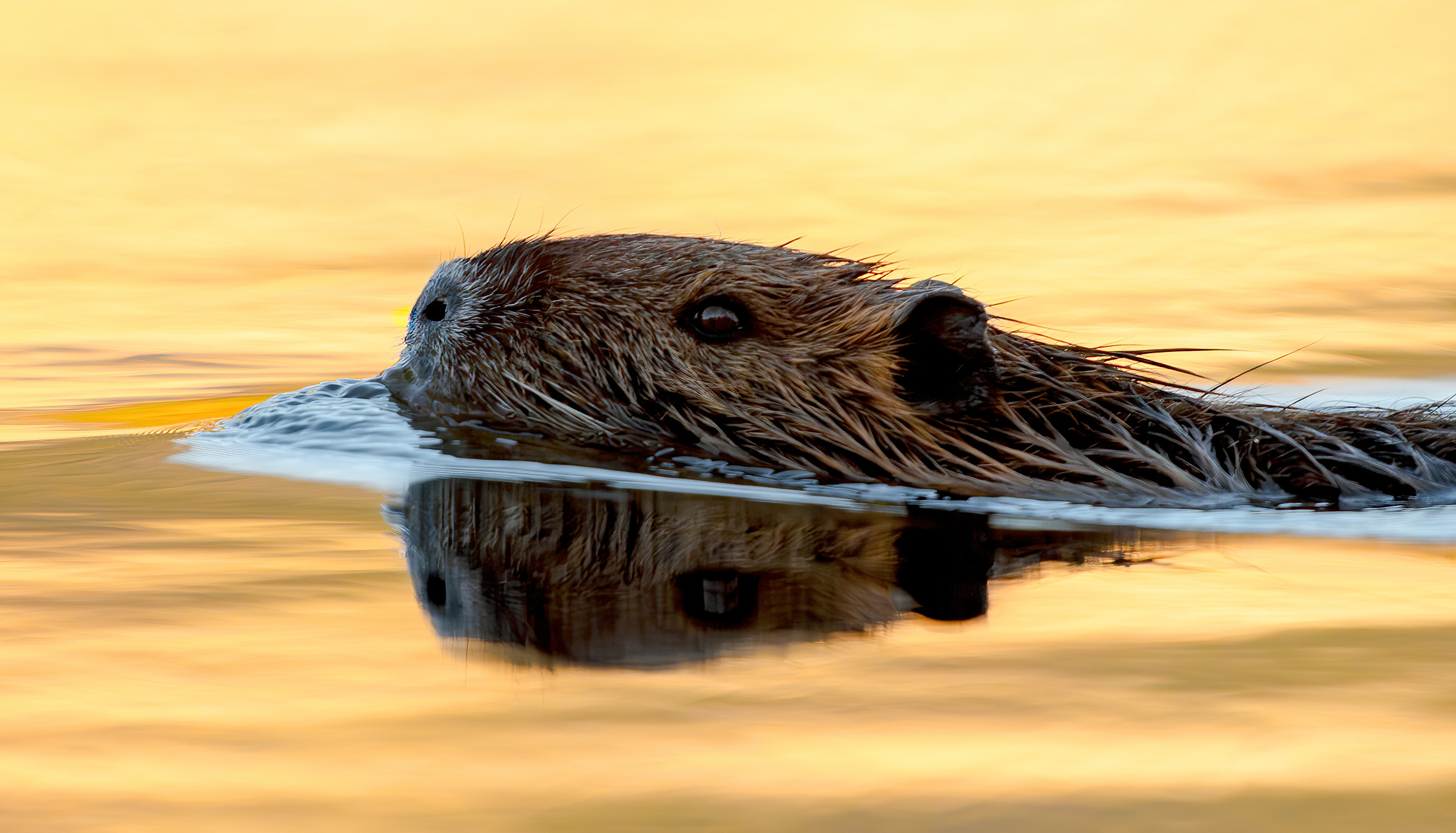 Nutria