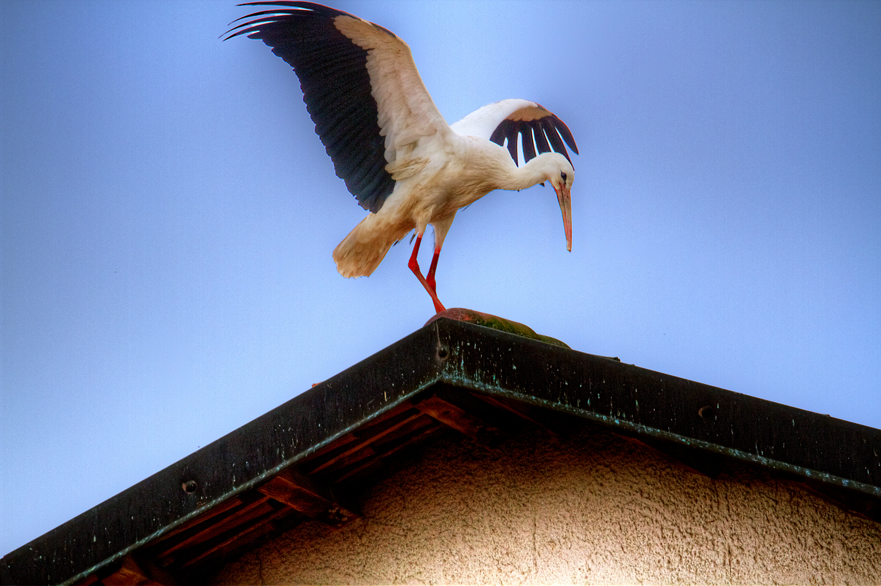 Stork 2