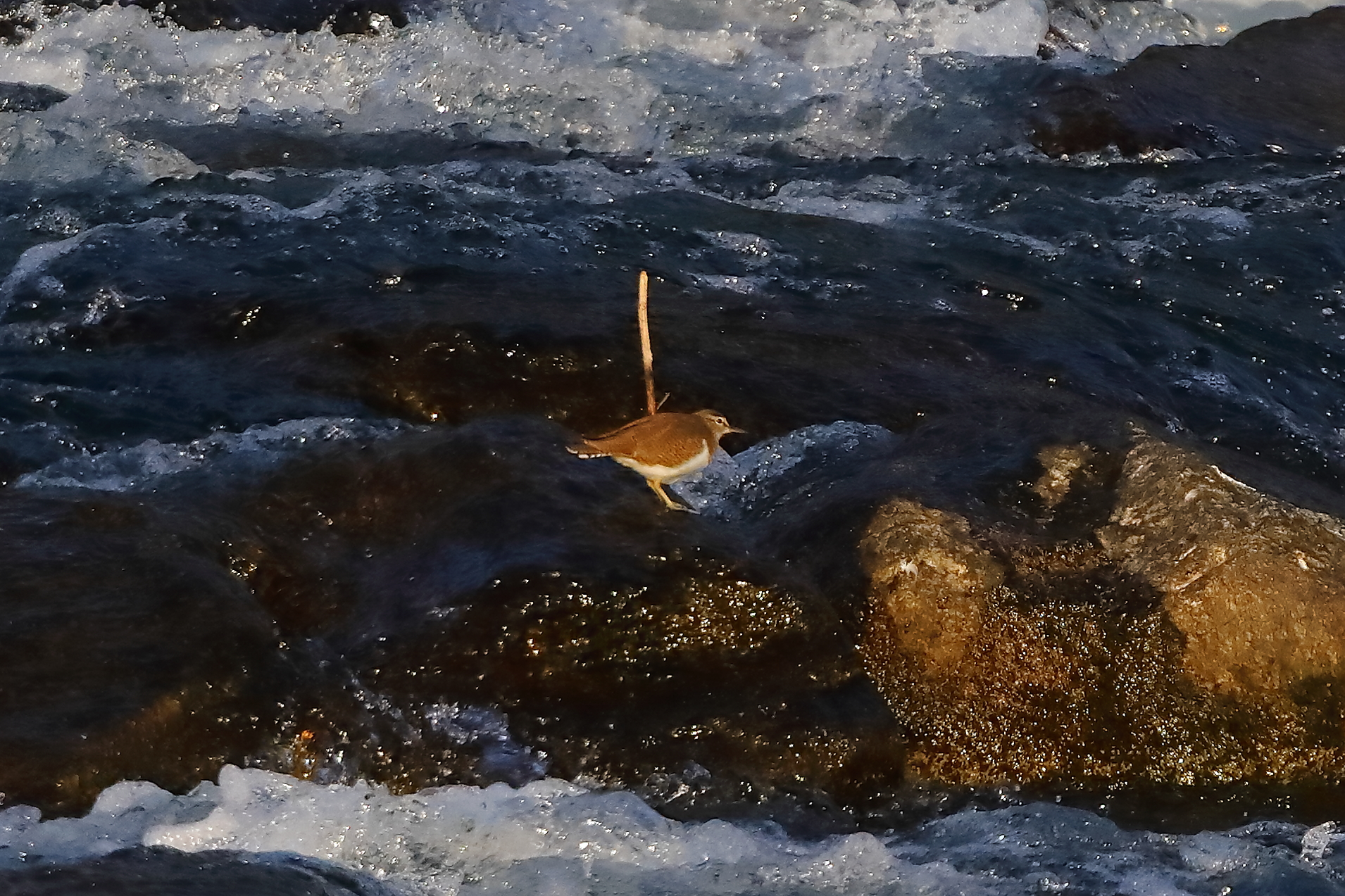 Pyro Pyro 07-10-2023