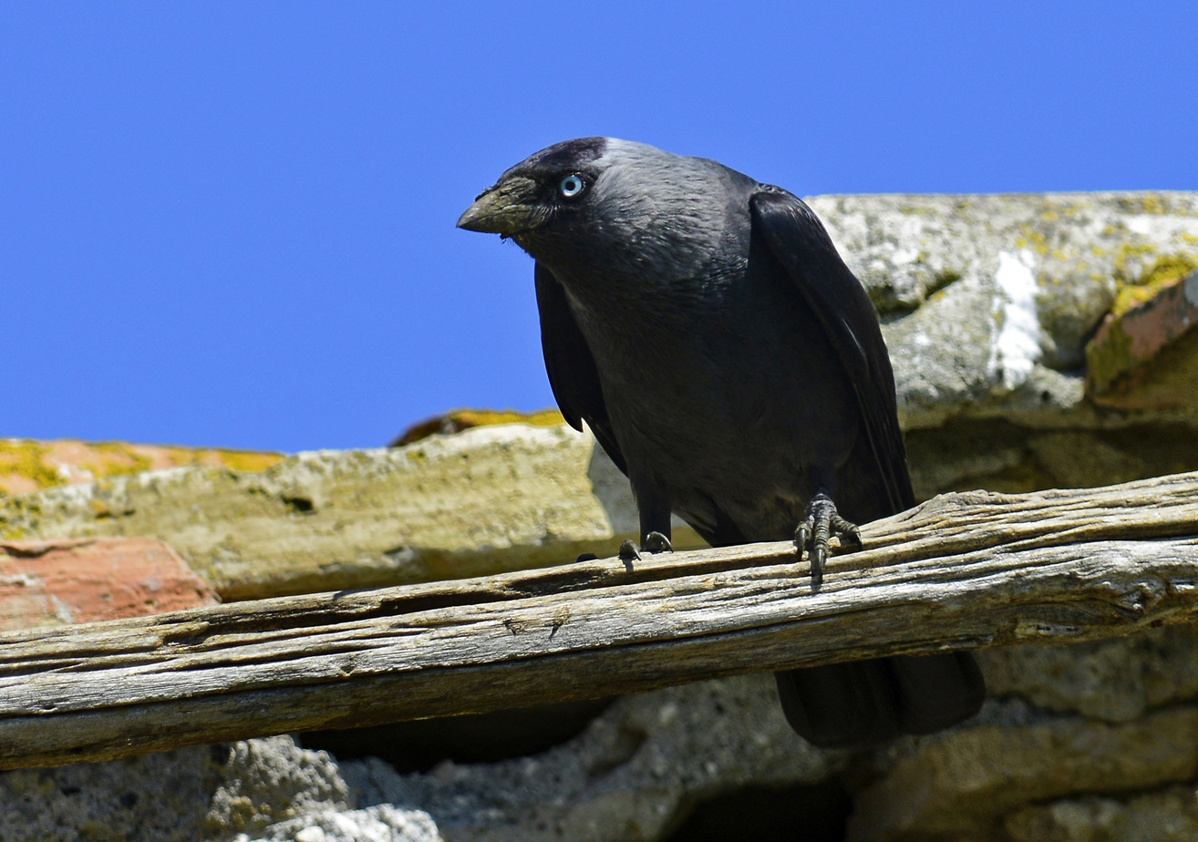 Jackdaw