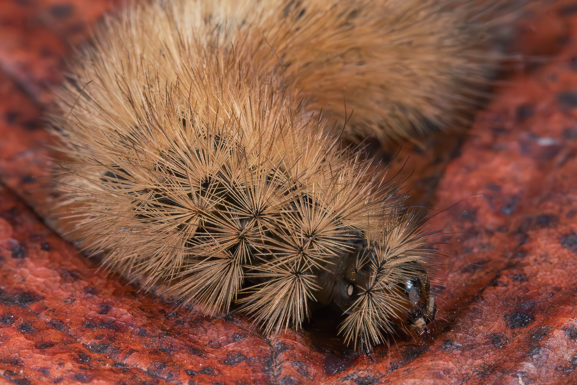 Phragmatobia sooty caterpillar