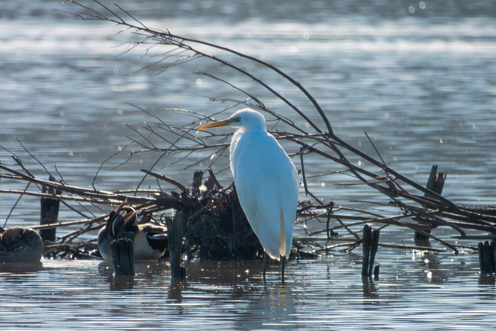 White Heron