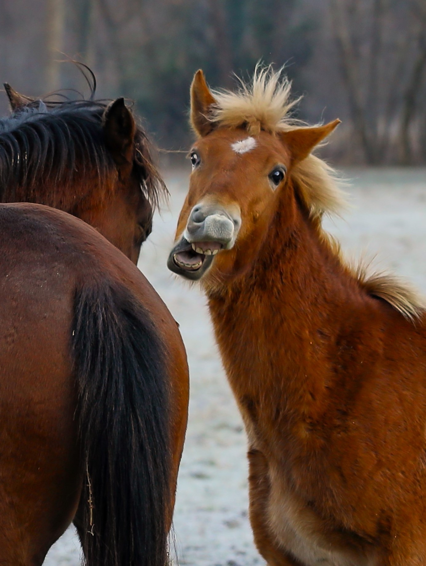 The looks, the intelligent ones...