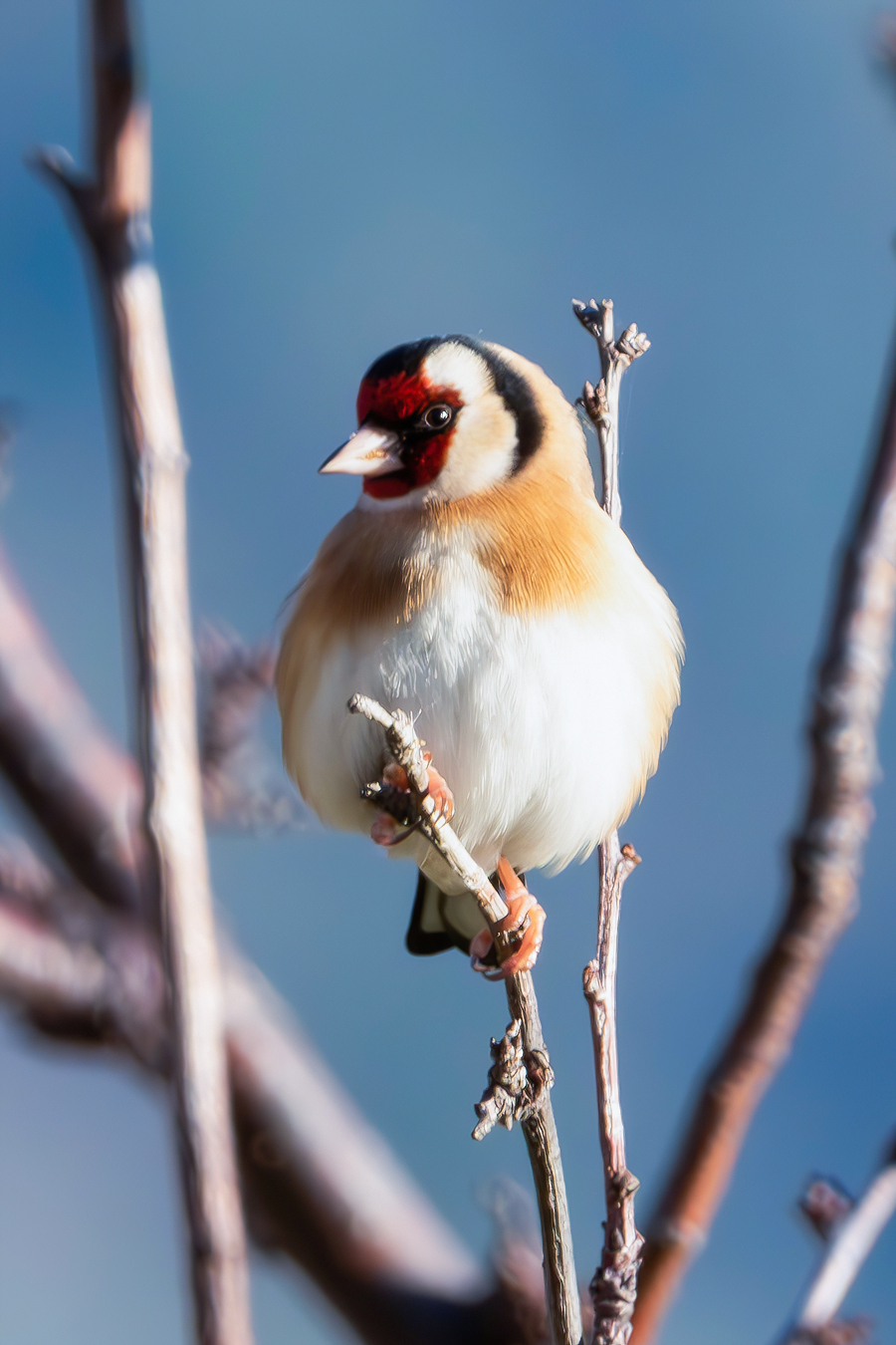 Goldfinch