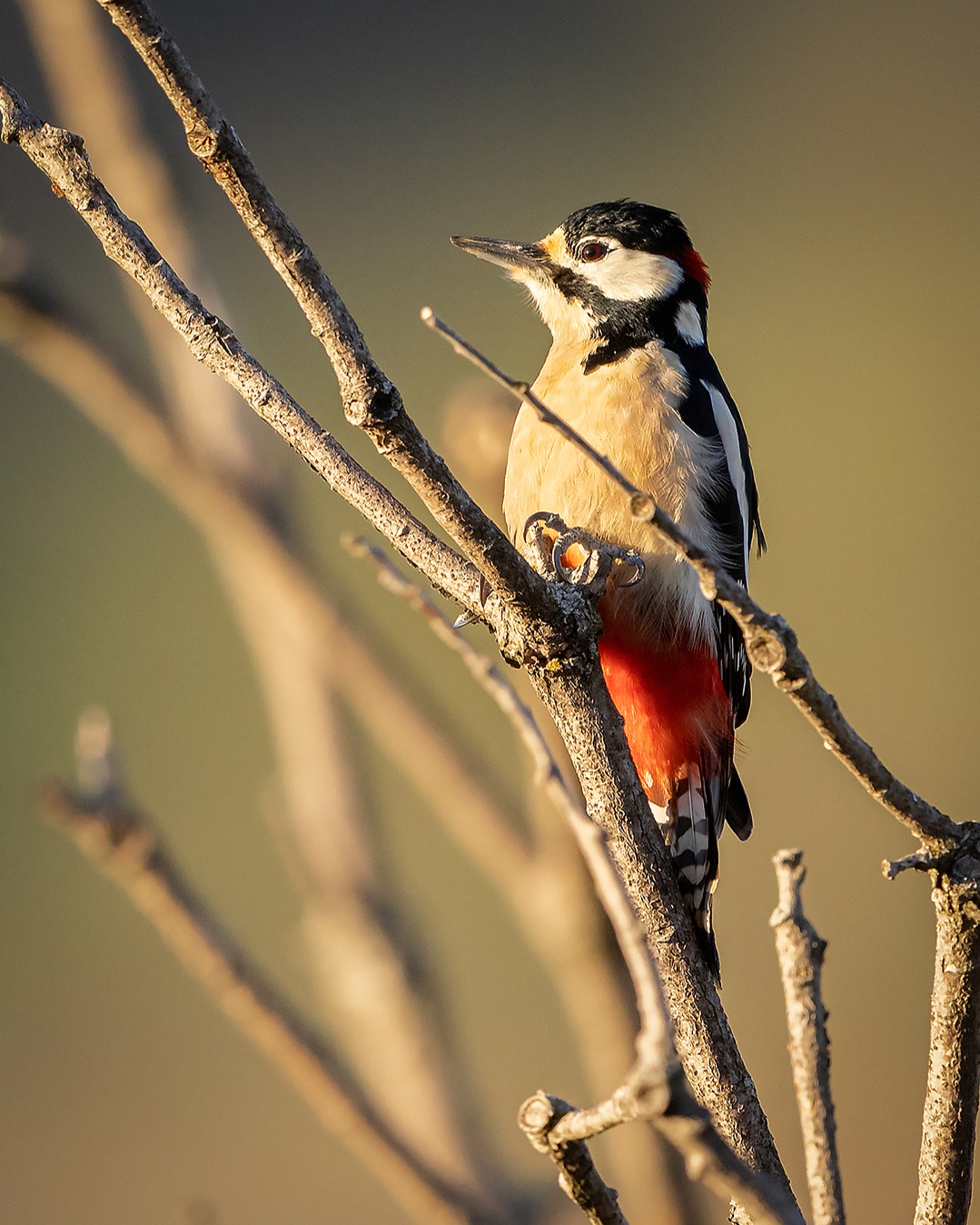 Great Spotted Woodpecker