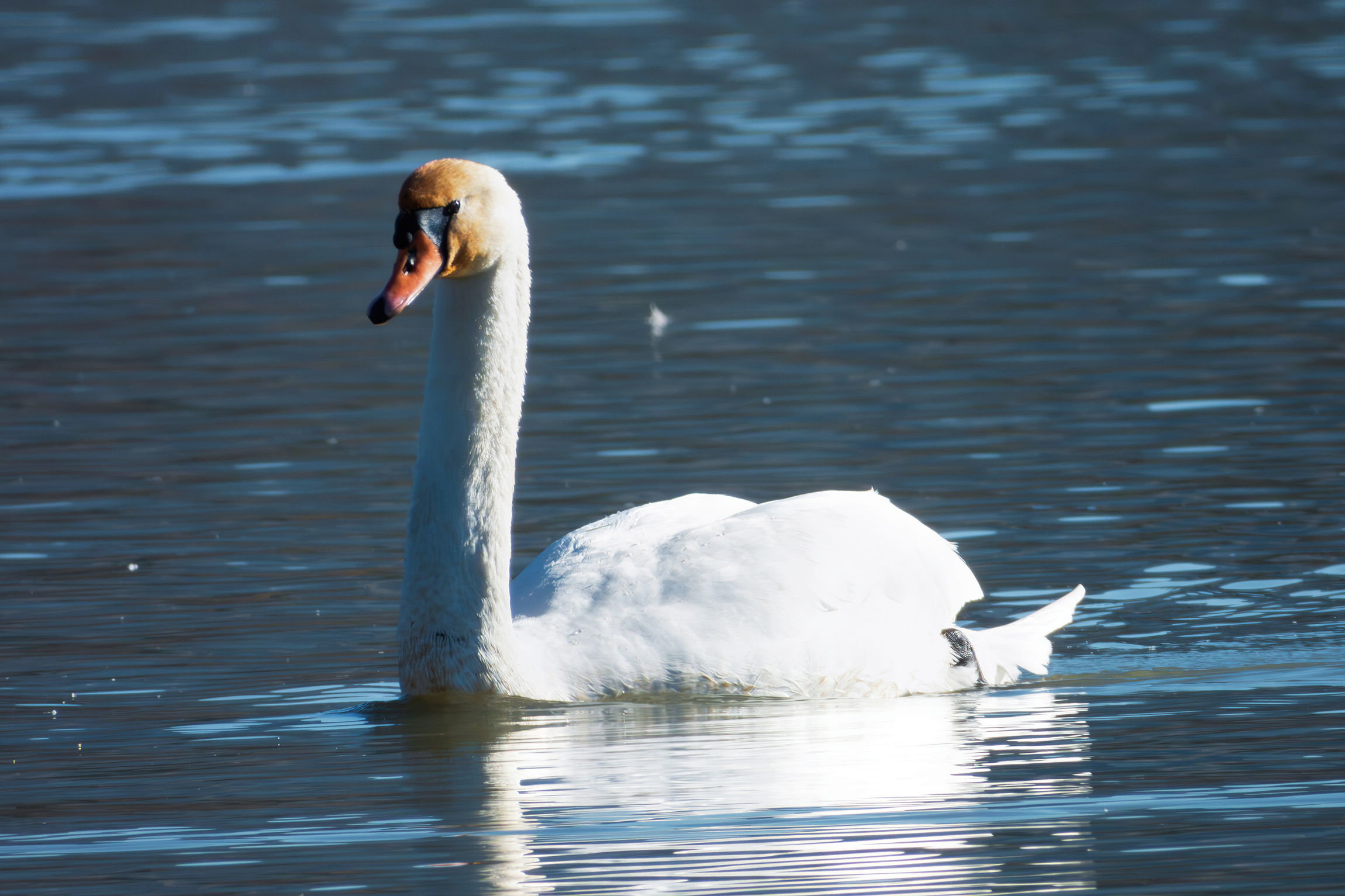 Mute swan