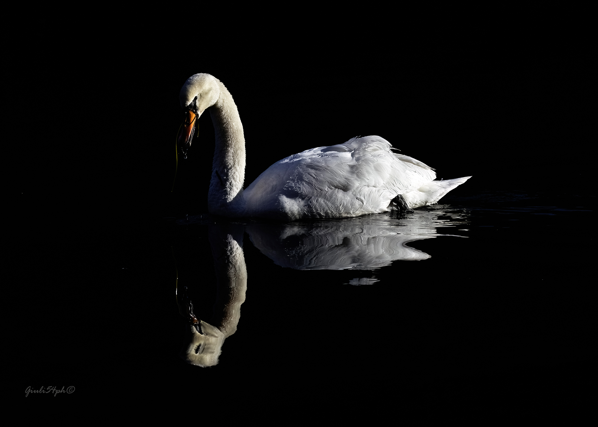 Il cigno fiume Adda2023