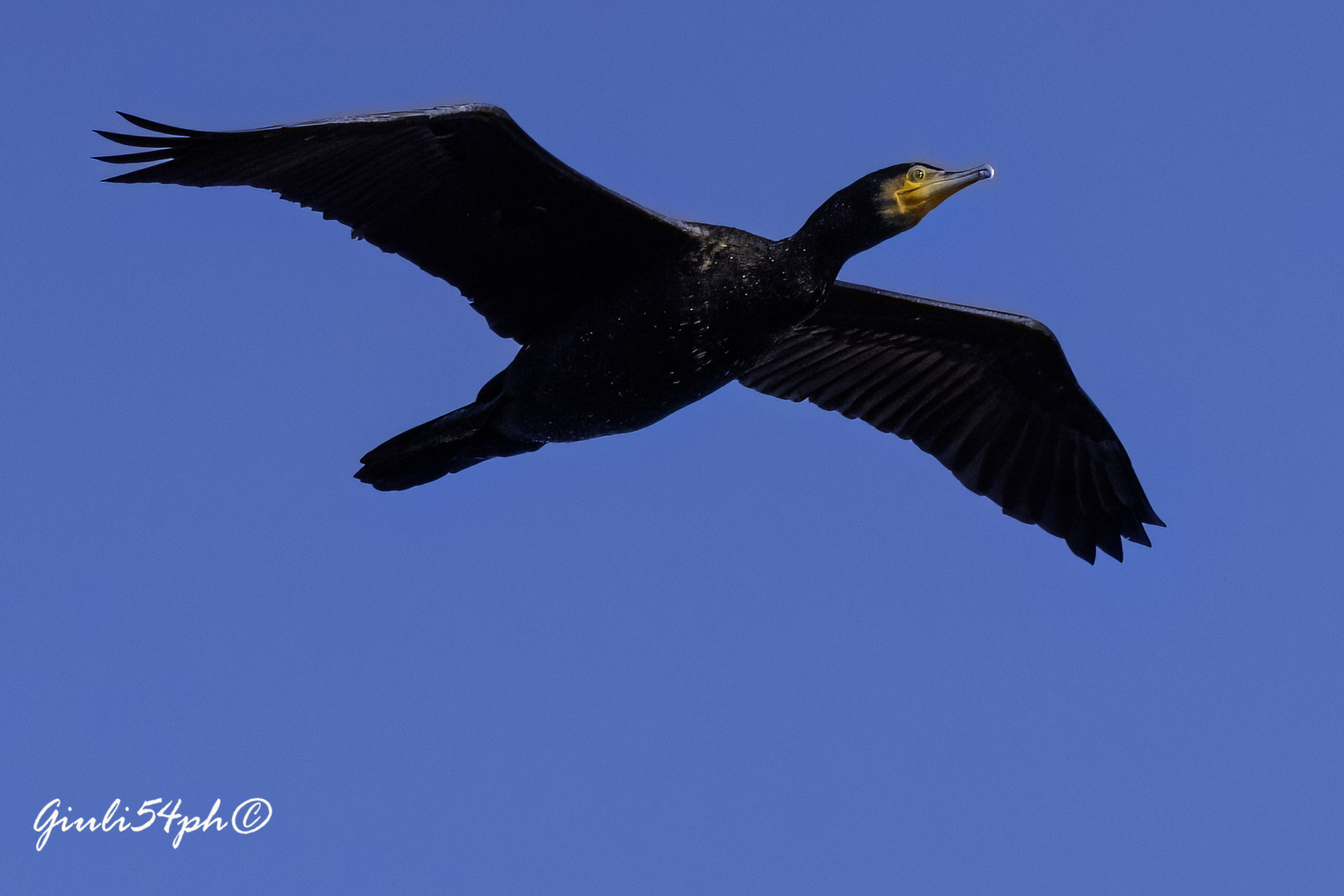 Il volo del cormorano, Fiume Adda2023