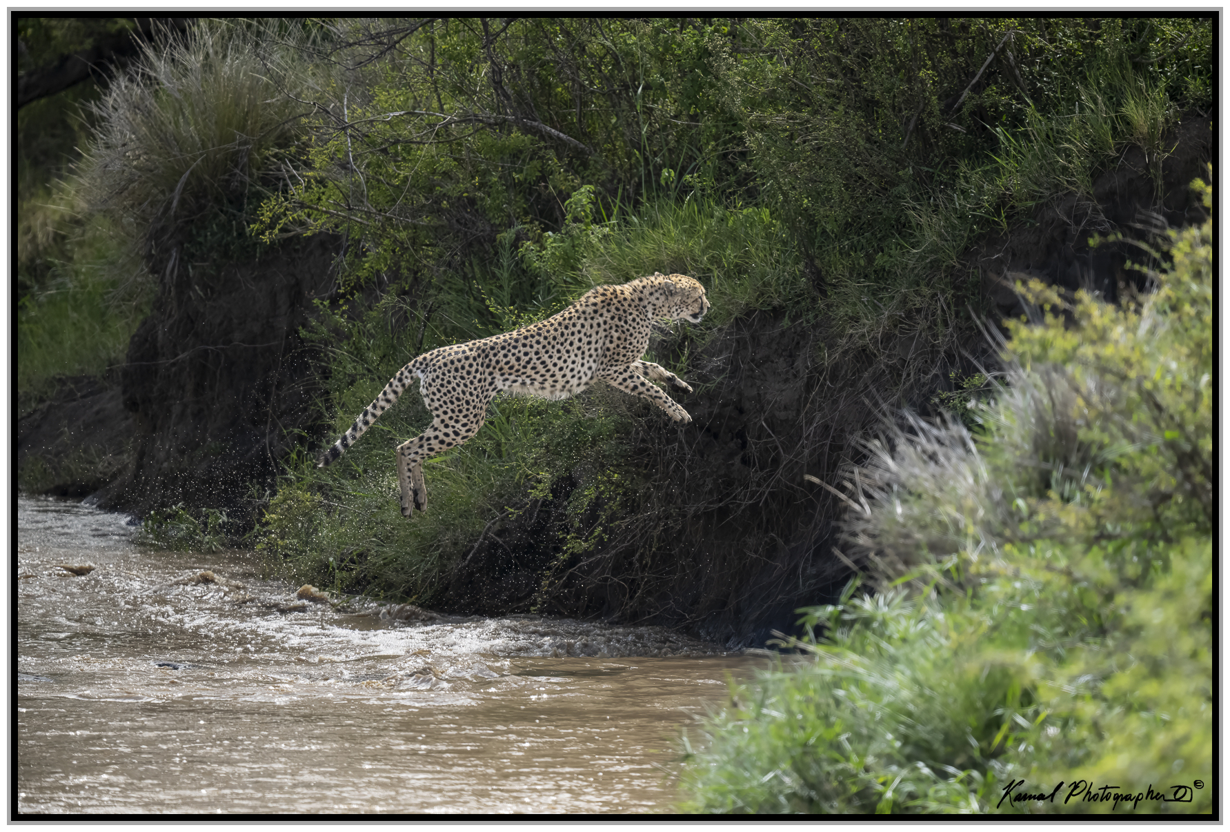 Ghepardo (Acinonyx jubatus)