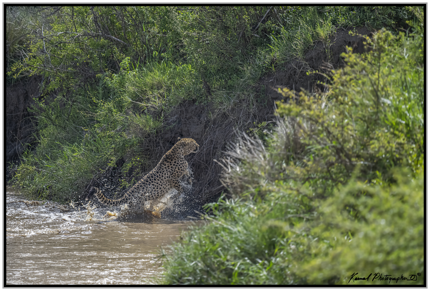 Ghepardo (Acinonyx jubatus)
