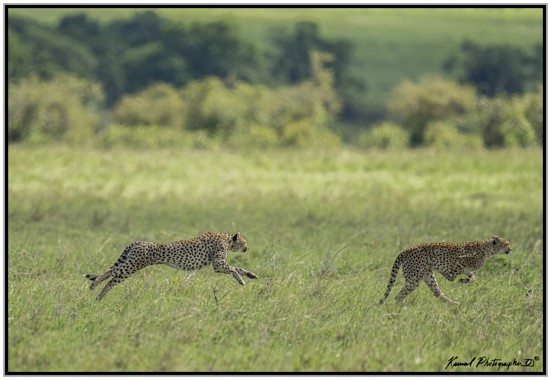 Ghepardo (Acinonyx jubatus)
