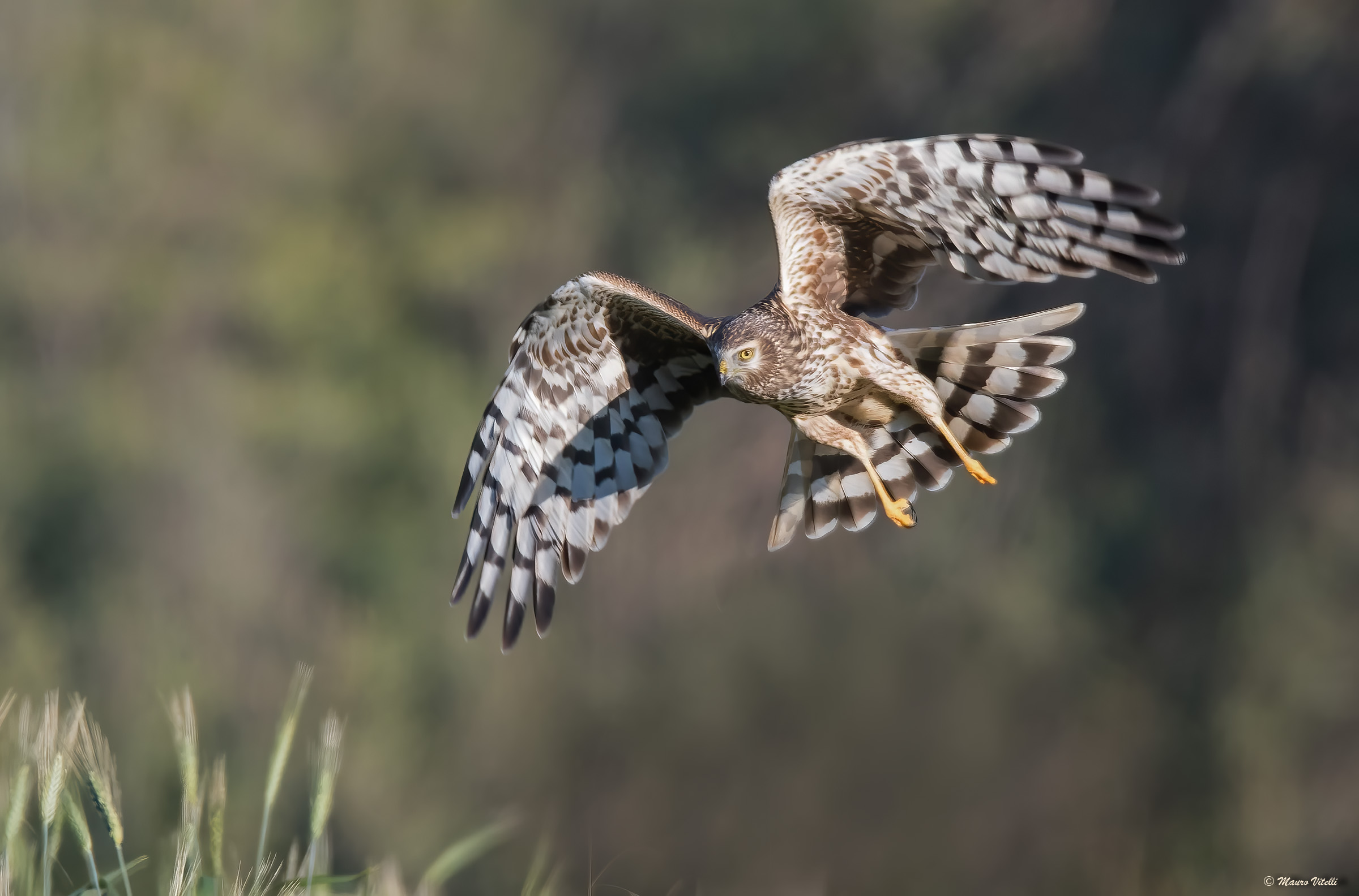 Hen Harrier F.