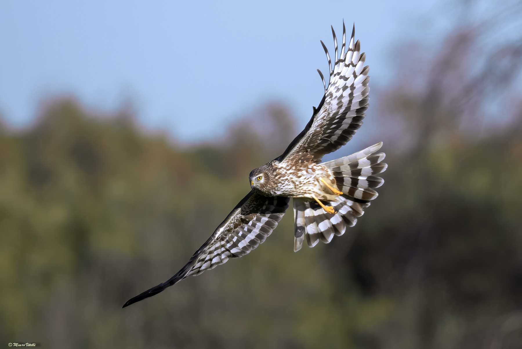 Hen Harrier F.