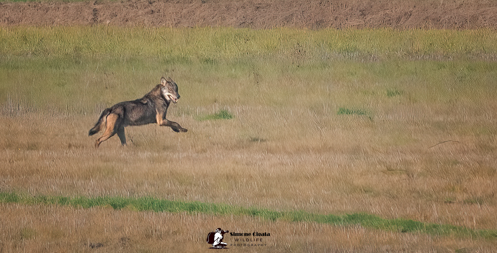 My first wolf in the Po Valley