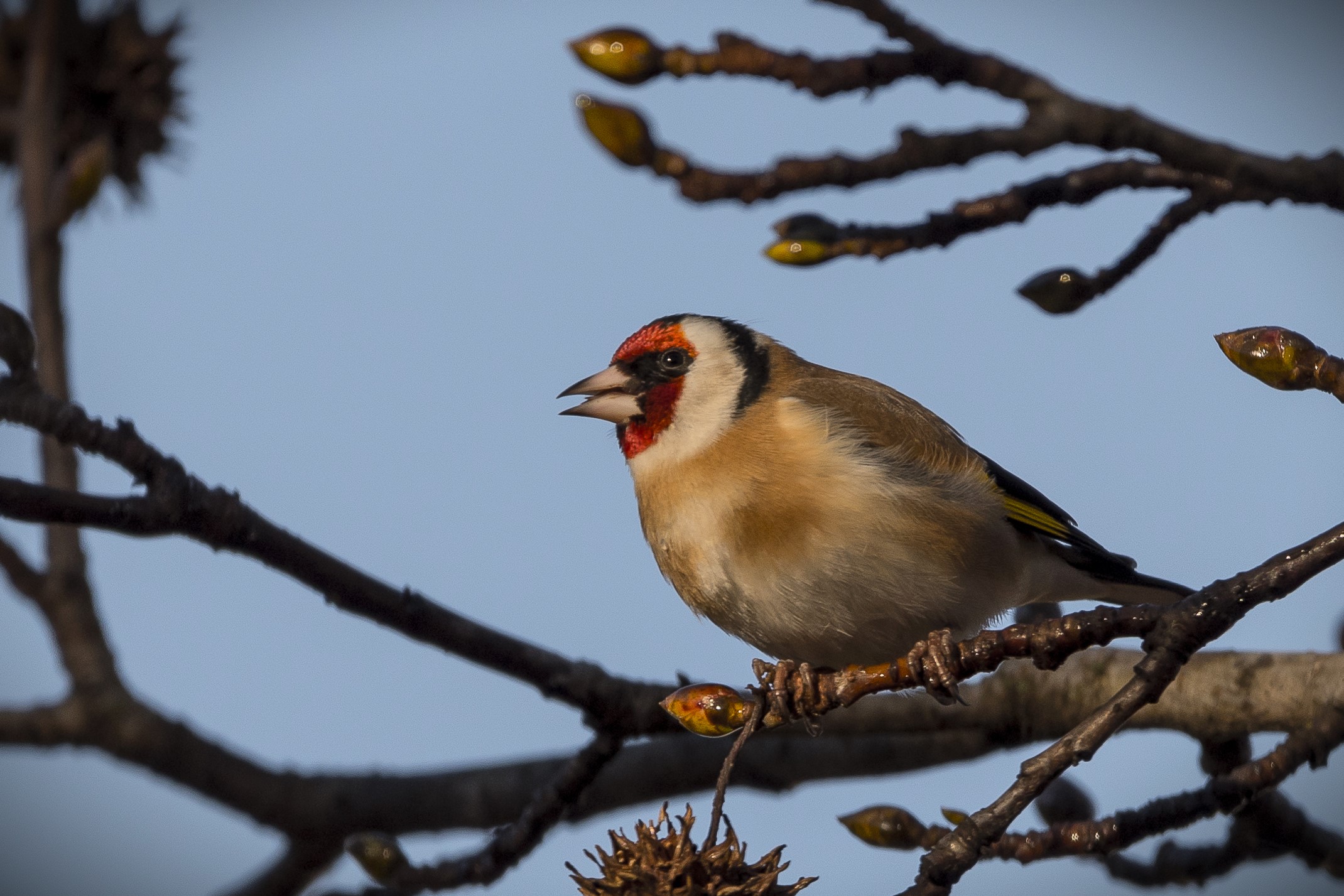 First Lights (Goldfinch)