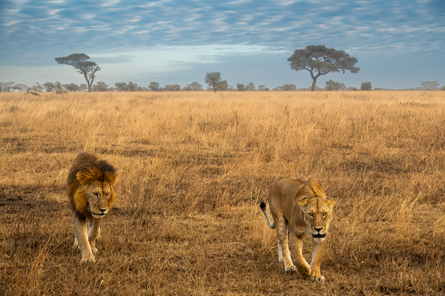 Sotto il cielo Africano