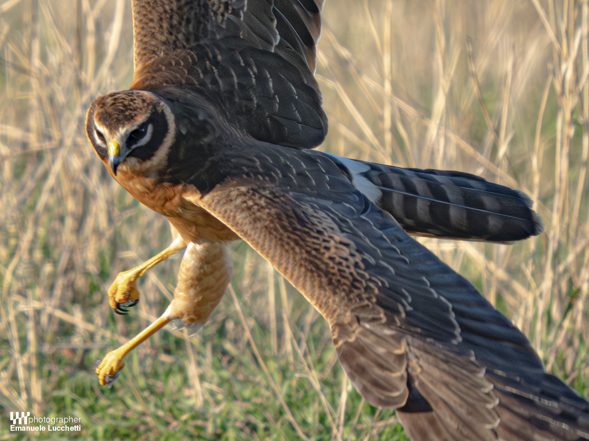 Pale harrier (female, juvenile)