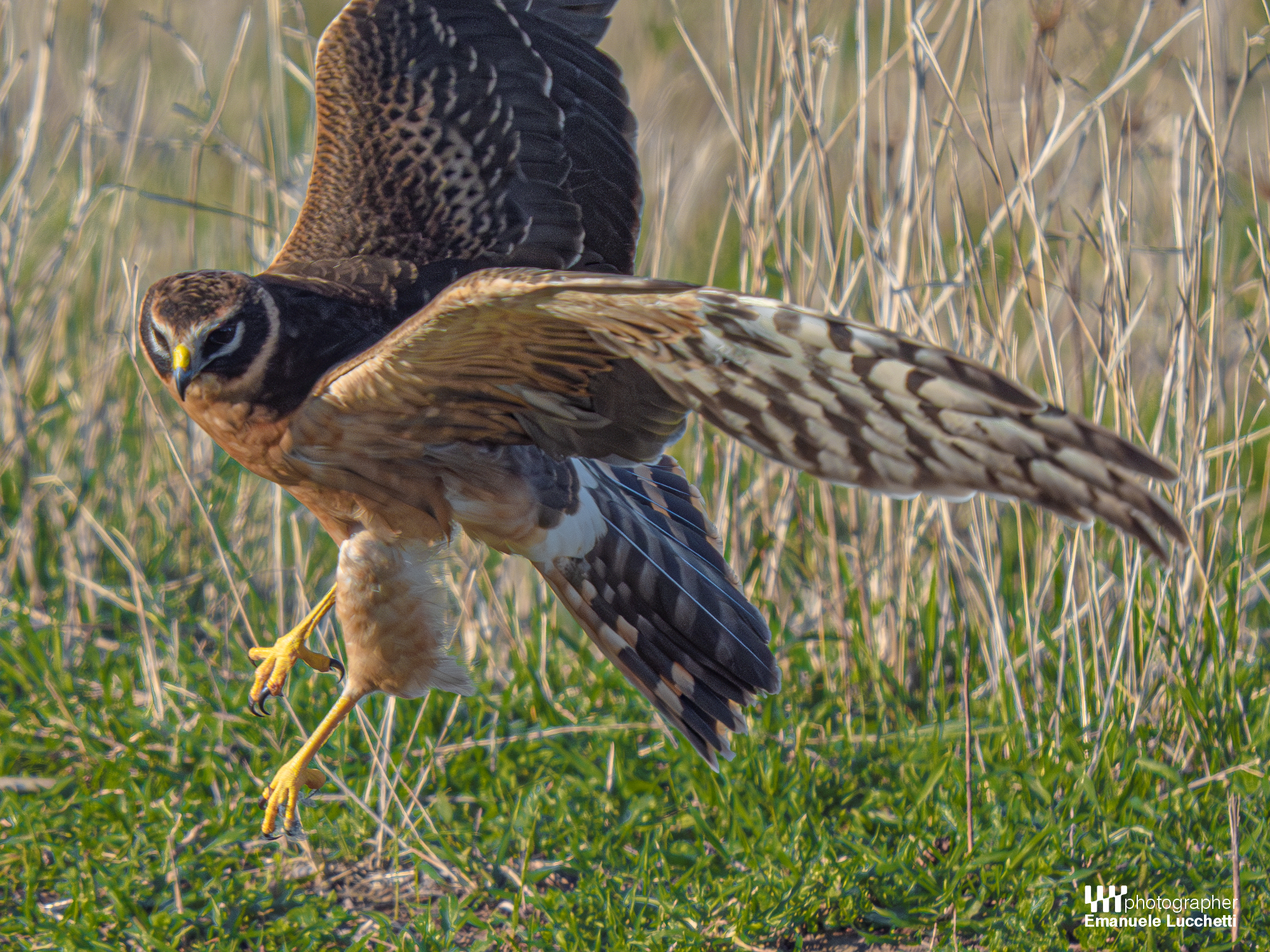 Albanella pallida (female, juvenile)