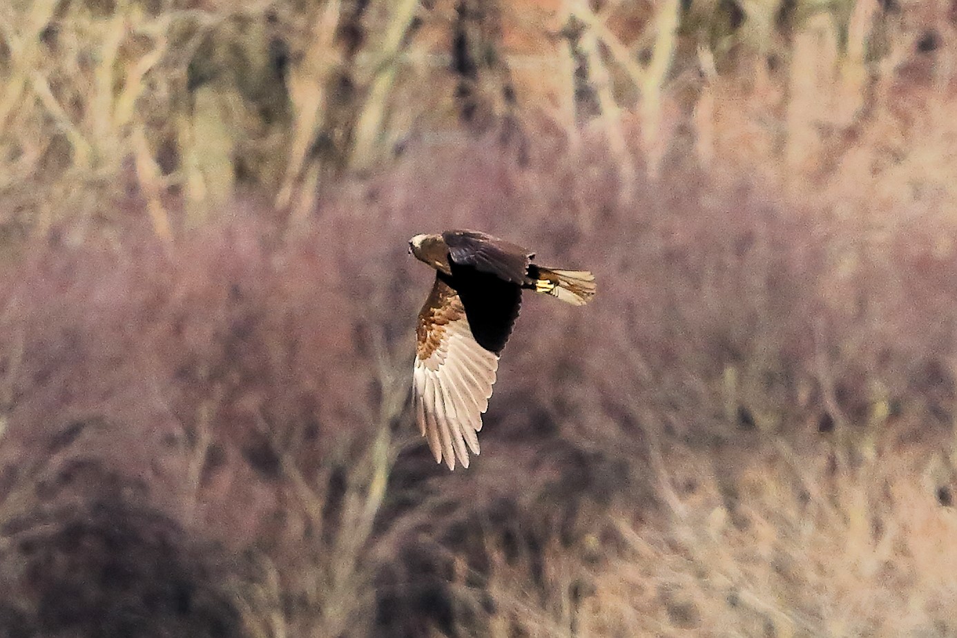 Falco di palude dicembre 2023