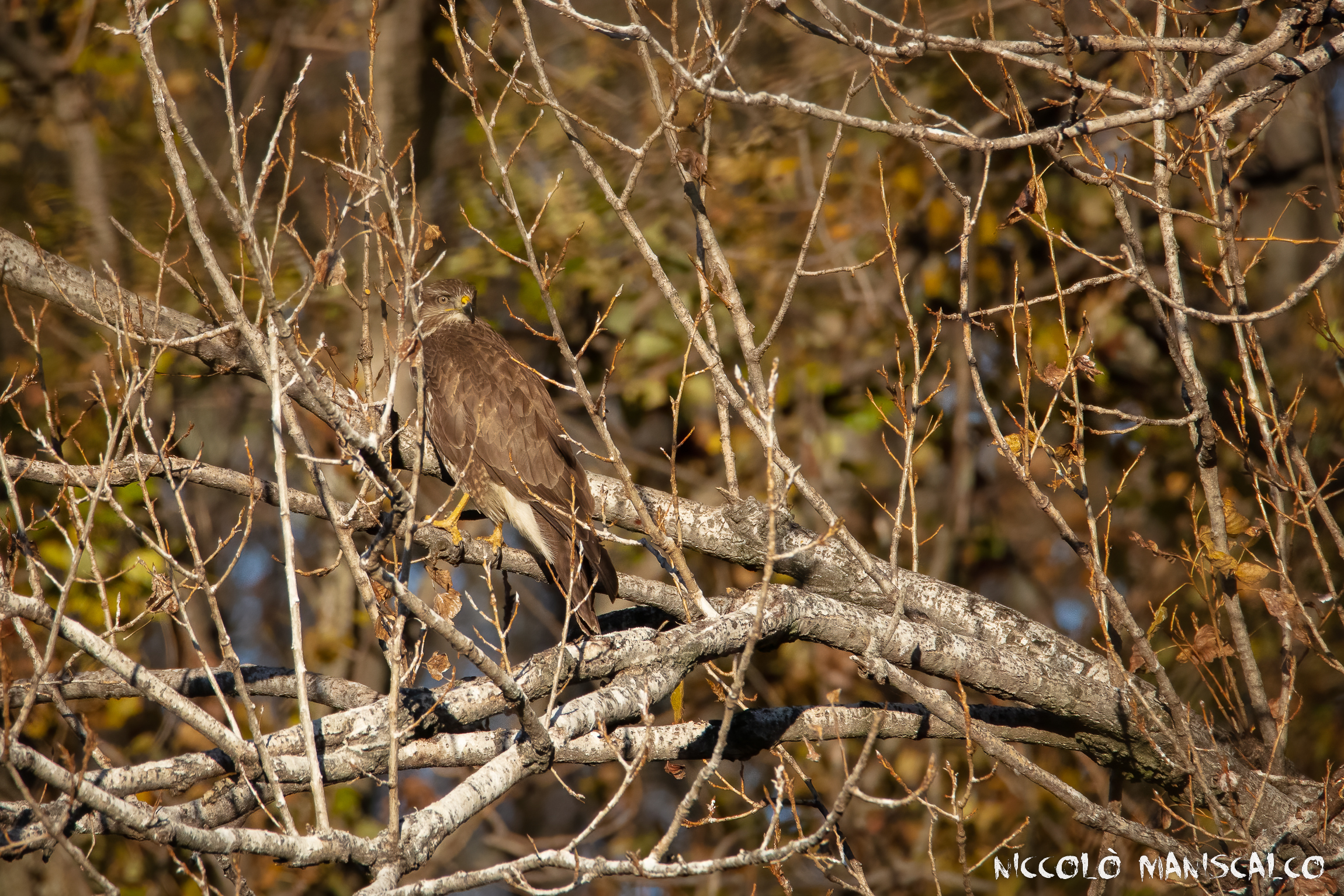 Mimetizzarsi tra i colori
