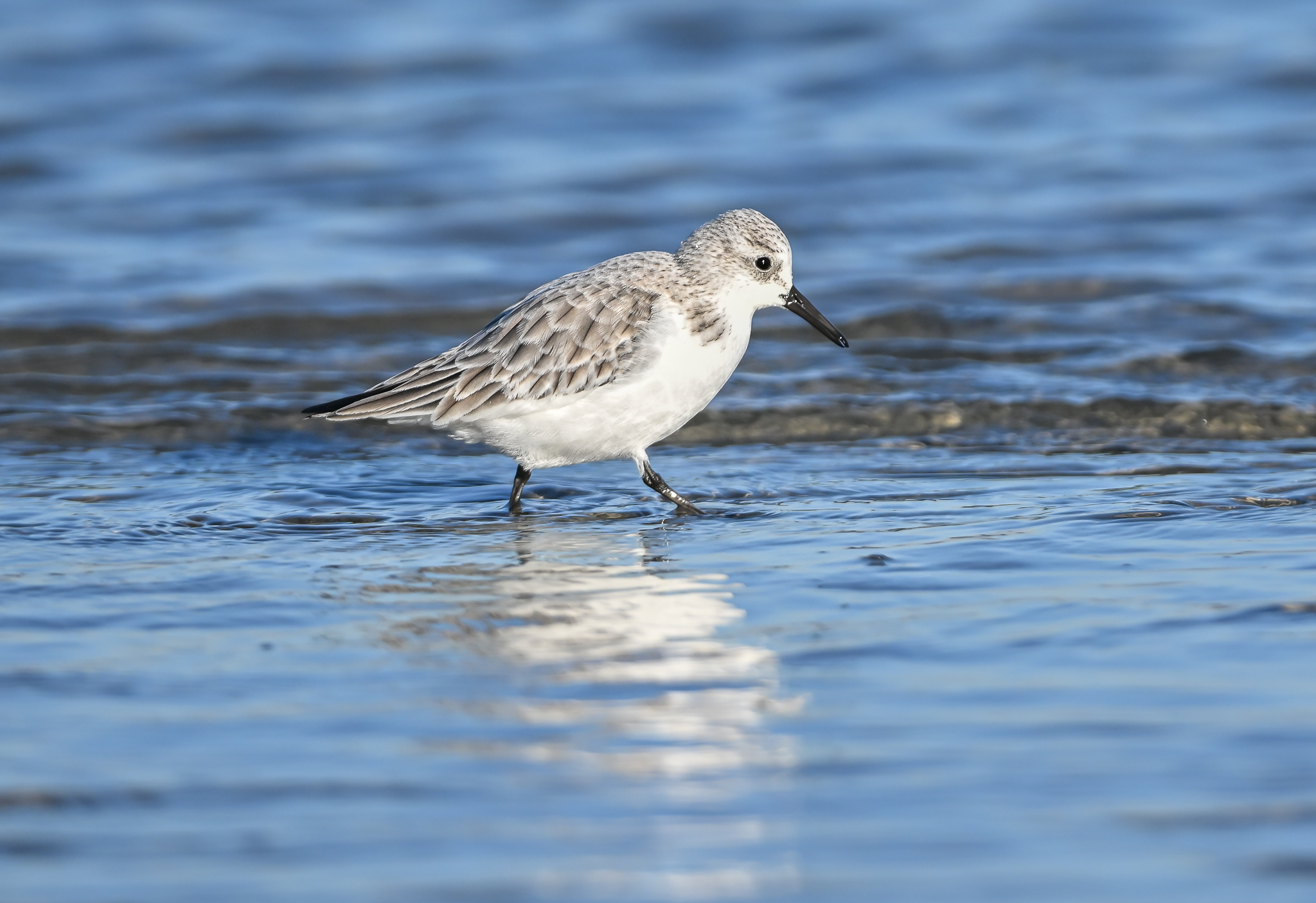 Three-toed sandpiper