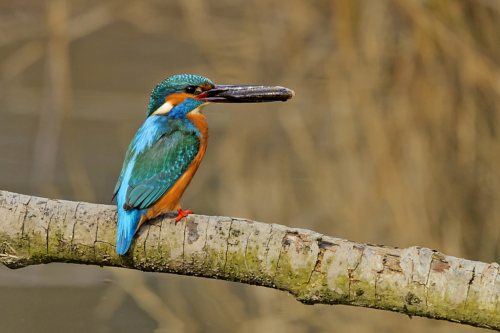 Kingfisher 2