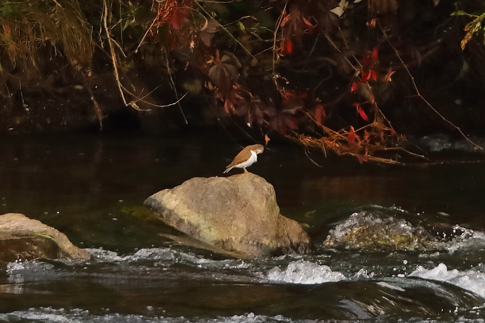 Pyro Pyro 13-10-2023