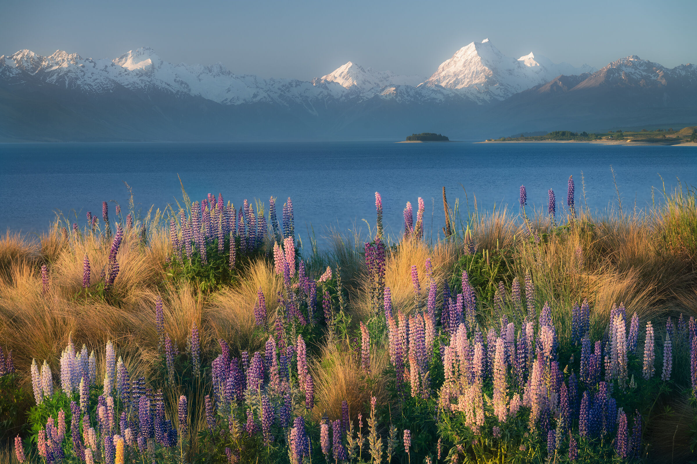 Lupini e Mount Cook