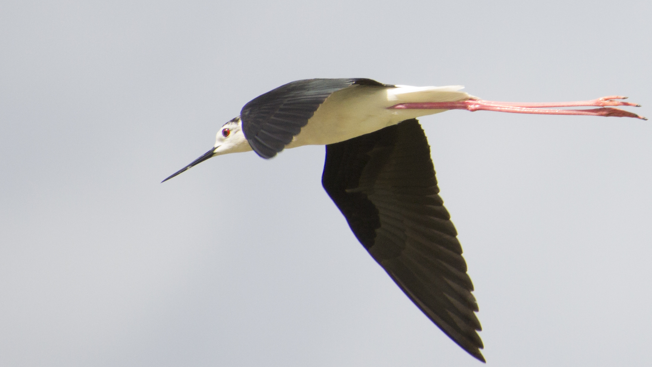 Cavaliere D' Italia ( Himantopus himantopus)