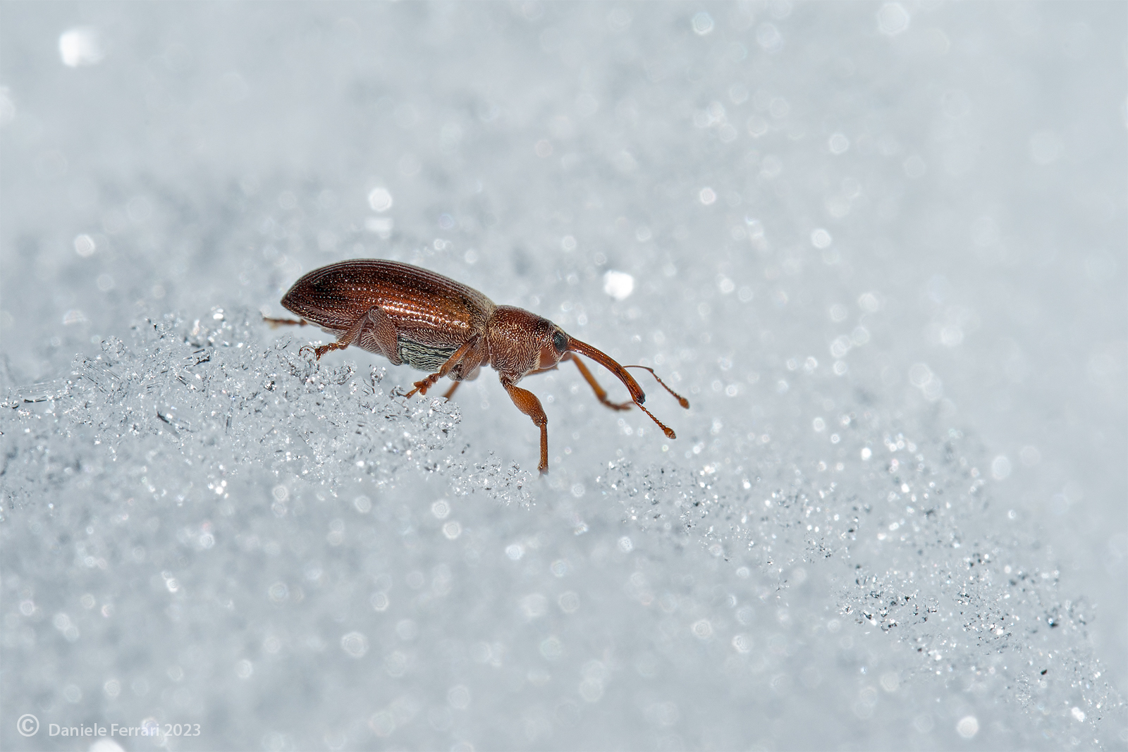 The intrepid snowshoer