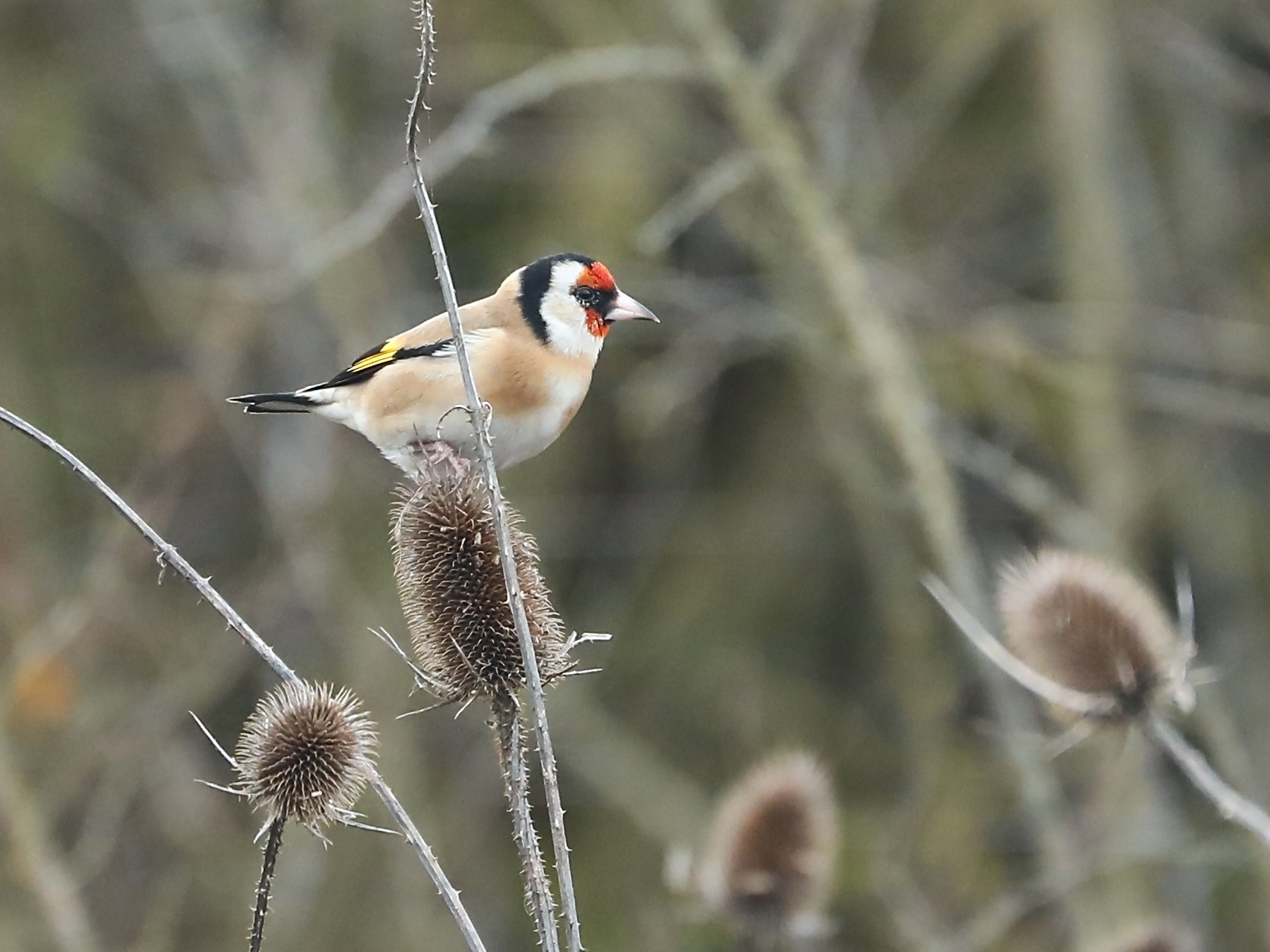 Goldfinch