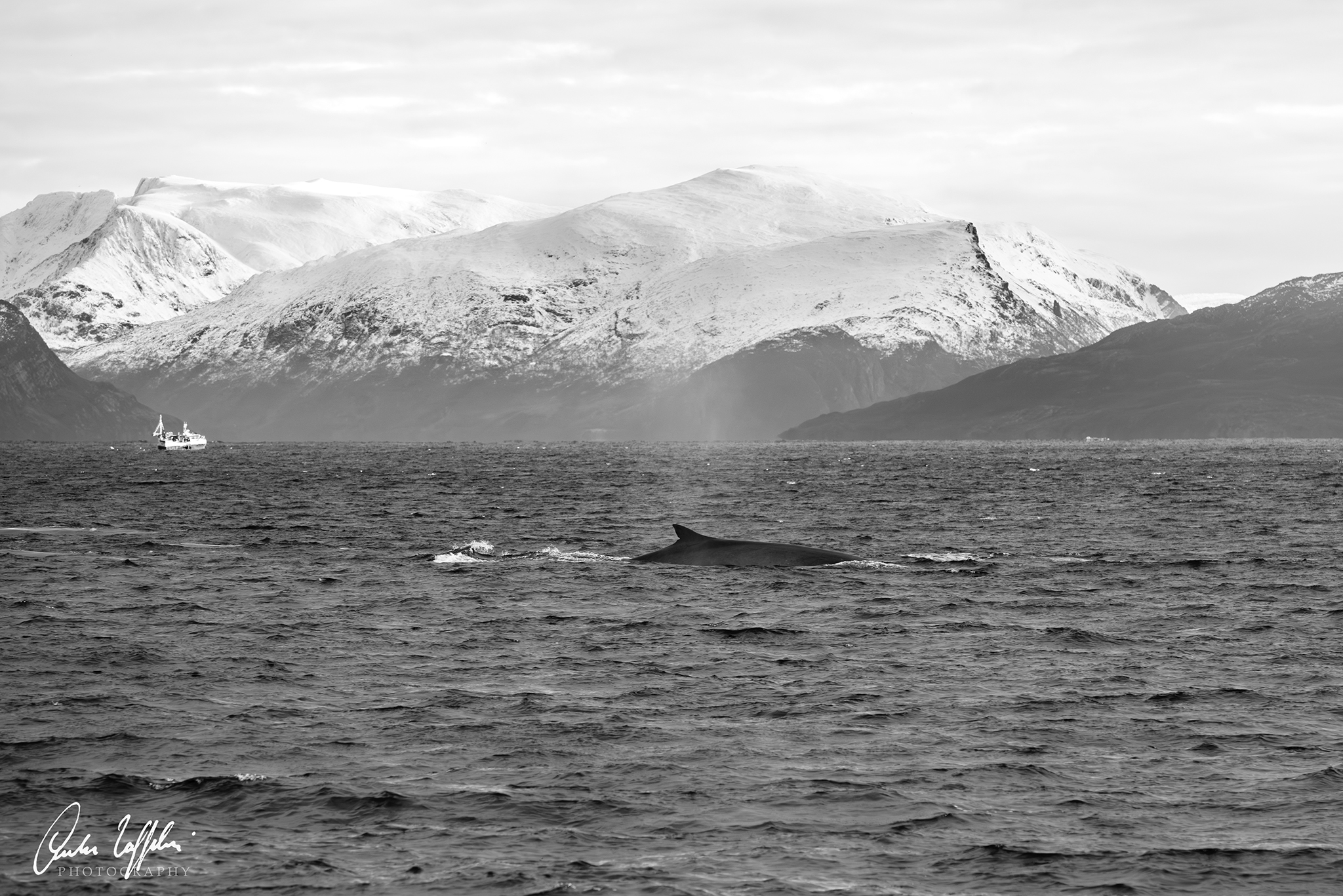 Minke Whale