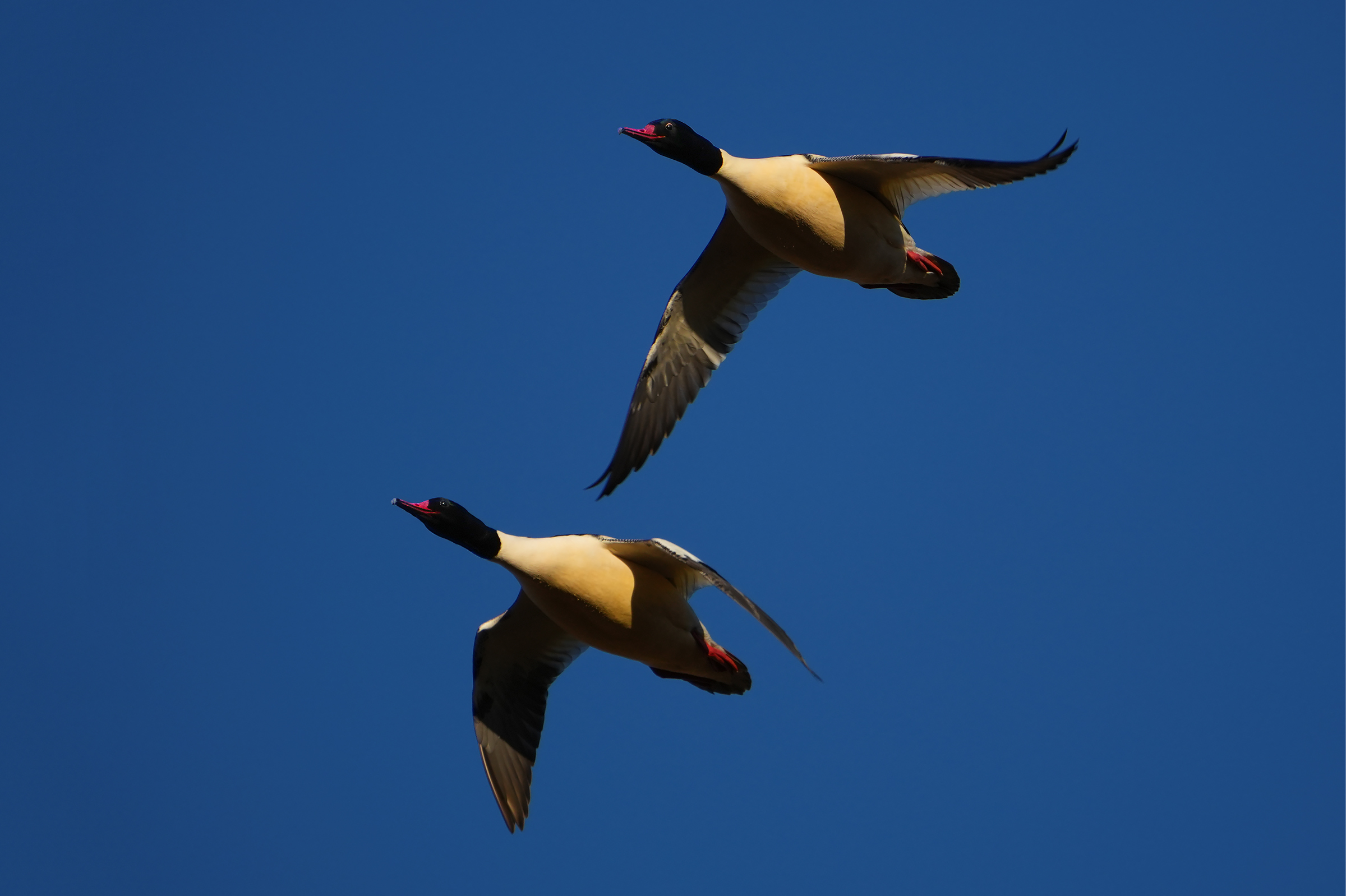The Flight of the Mergansers