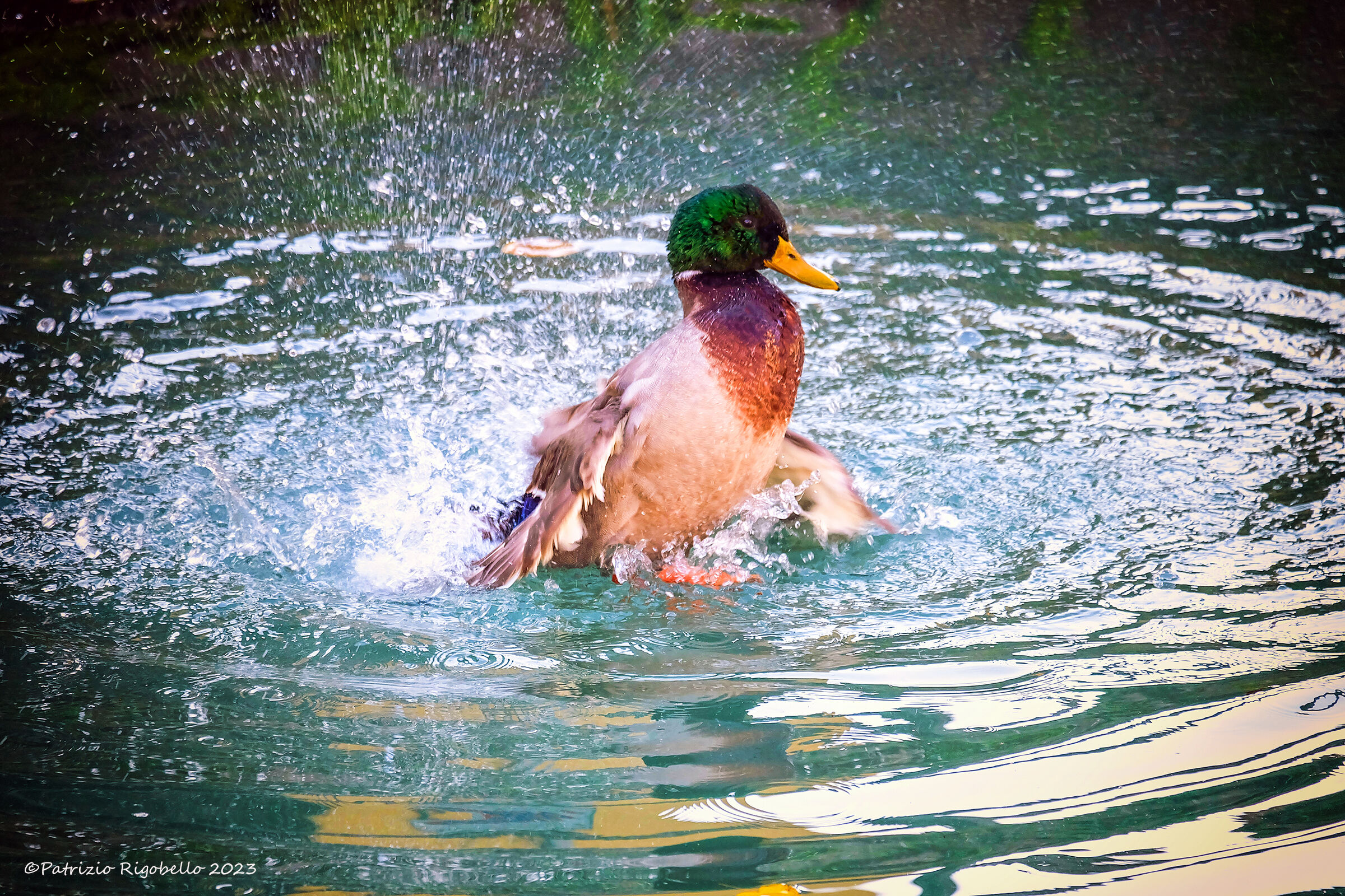 Germano Reale in Emersione