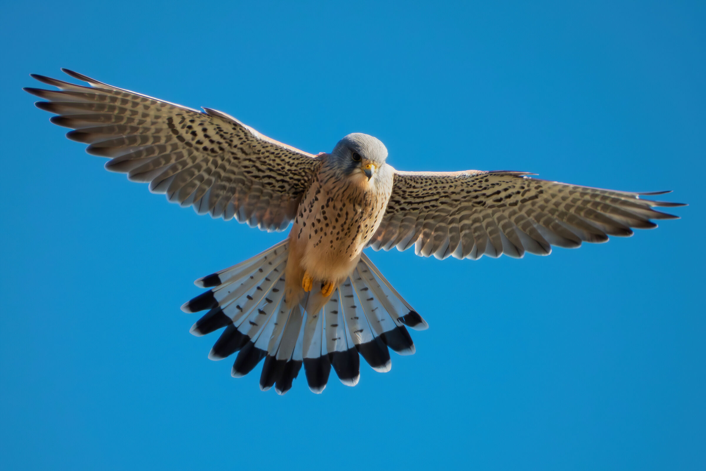 Kestrel
