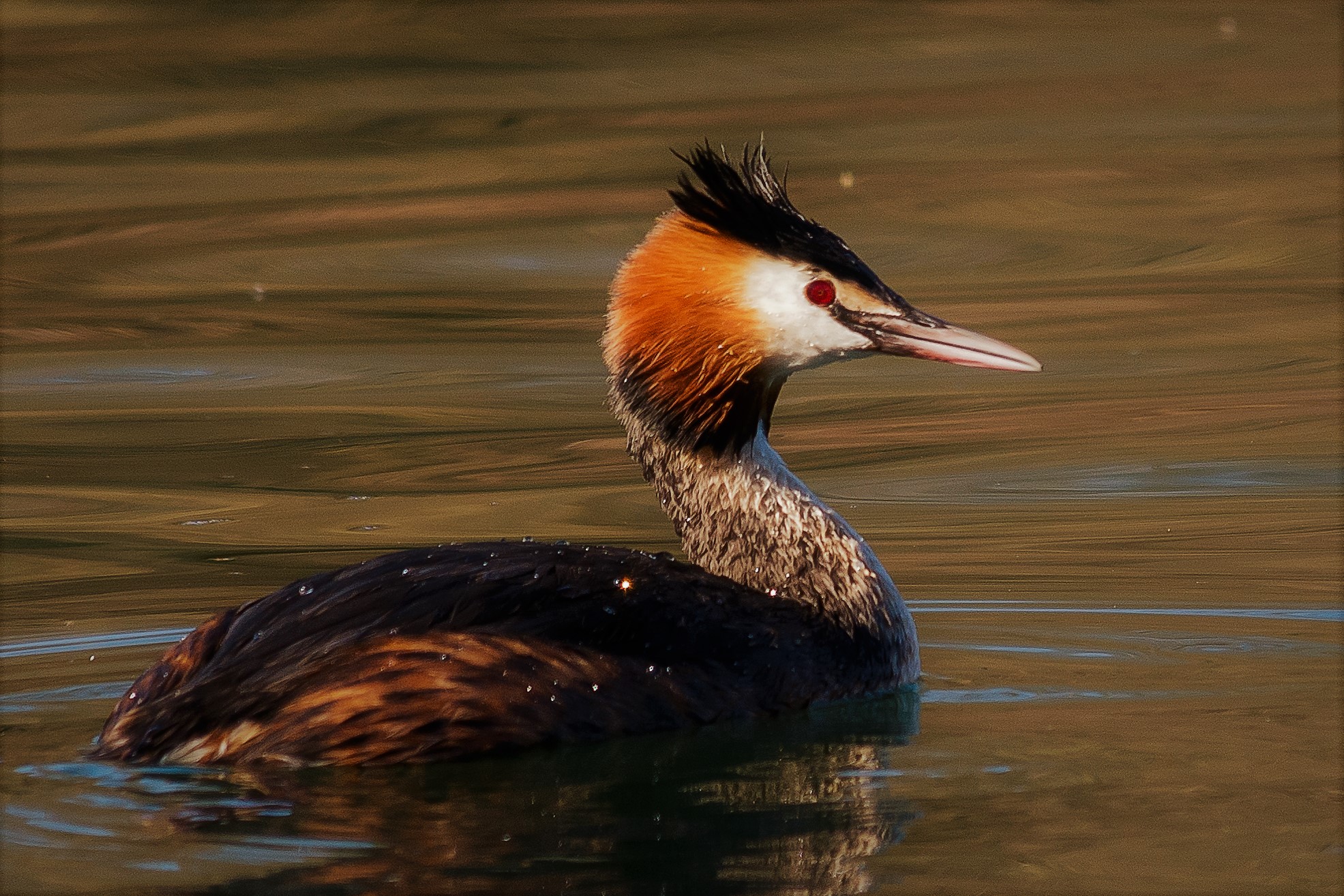 Grebe with diamond